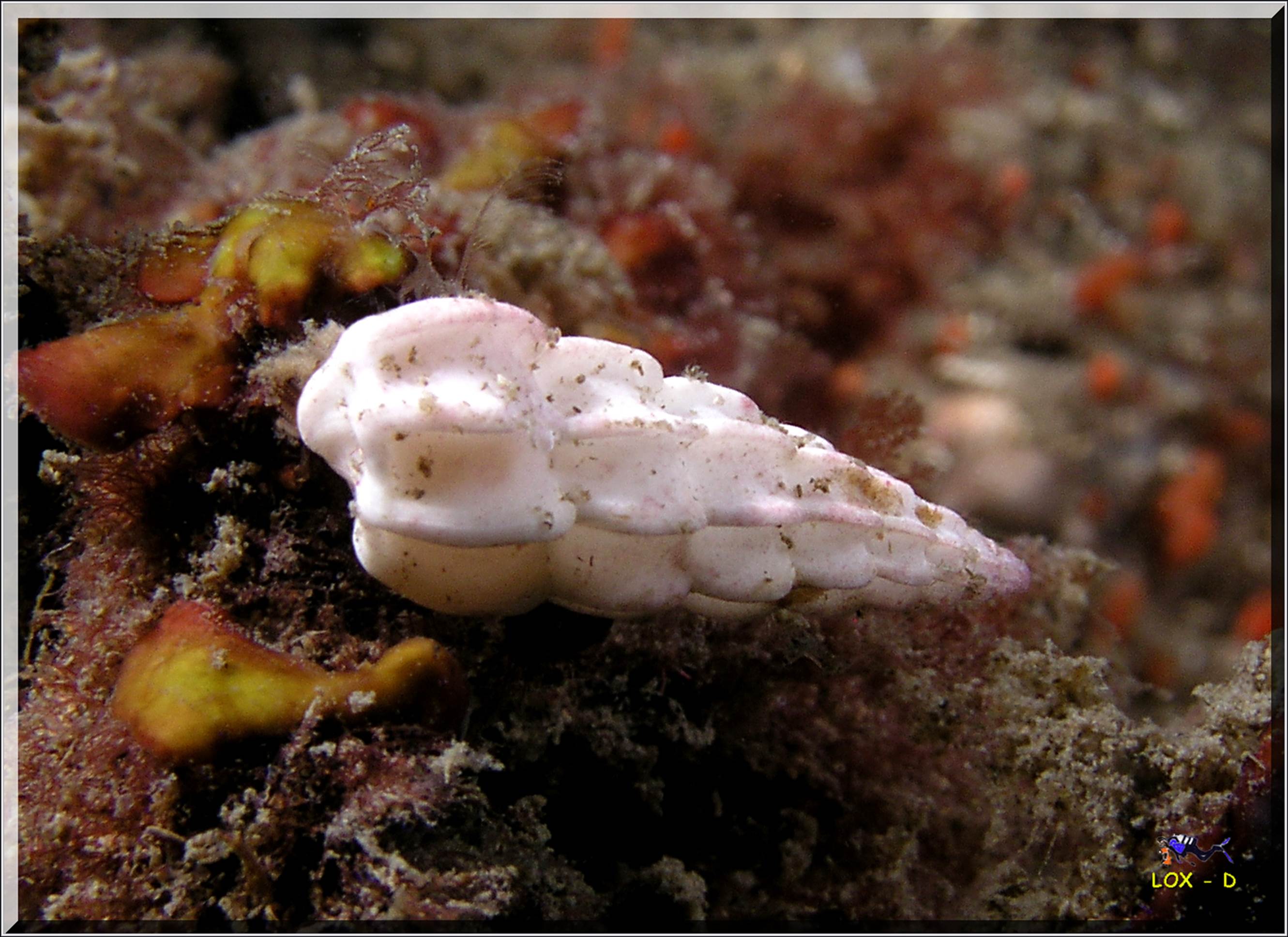 LoxPix Sub-Aqua Image