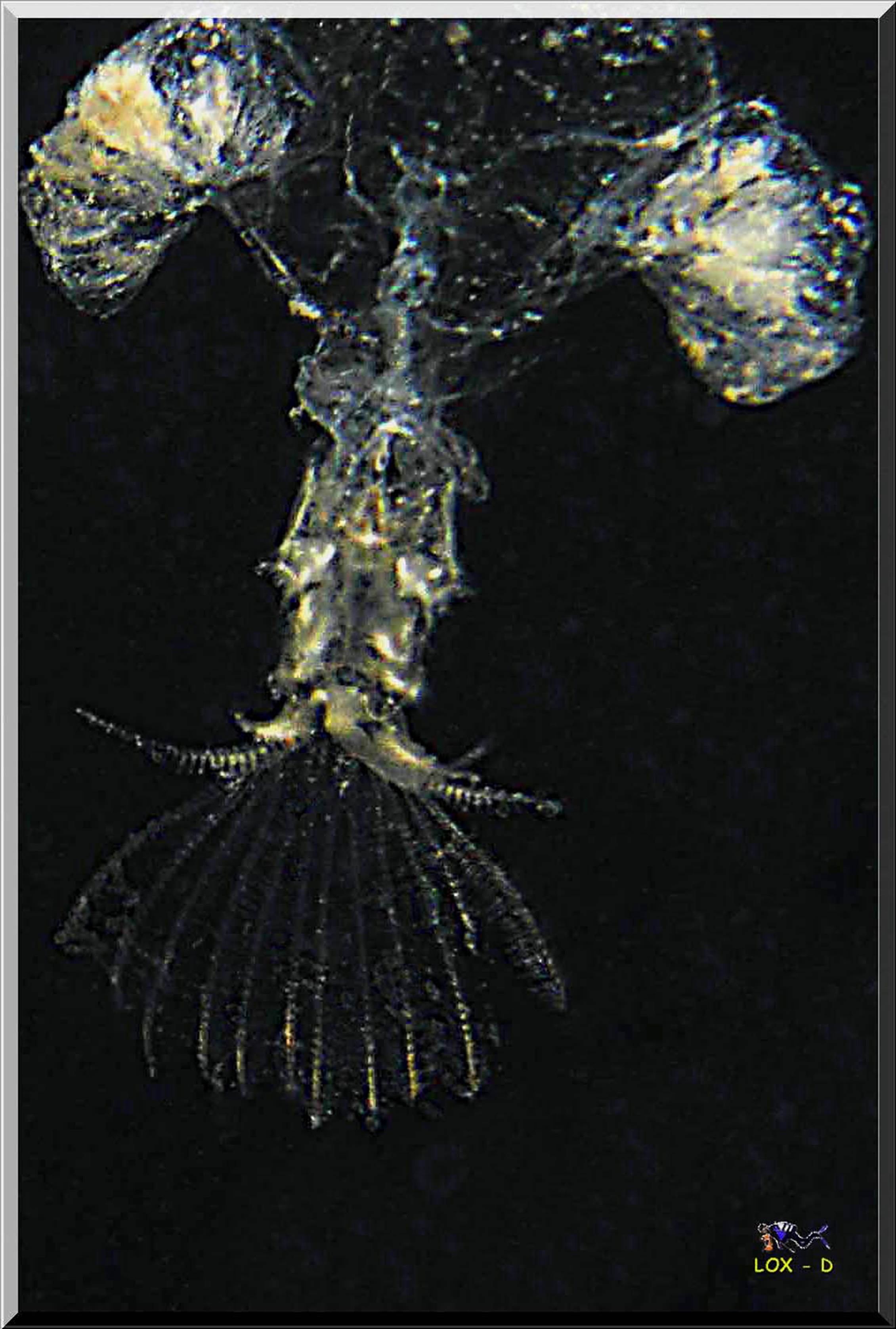 LoxPix Sub-Aqua Image