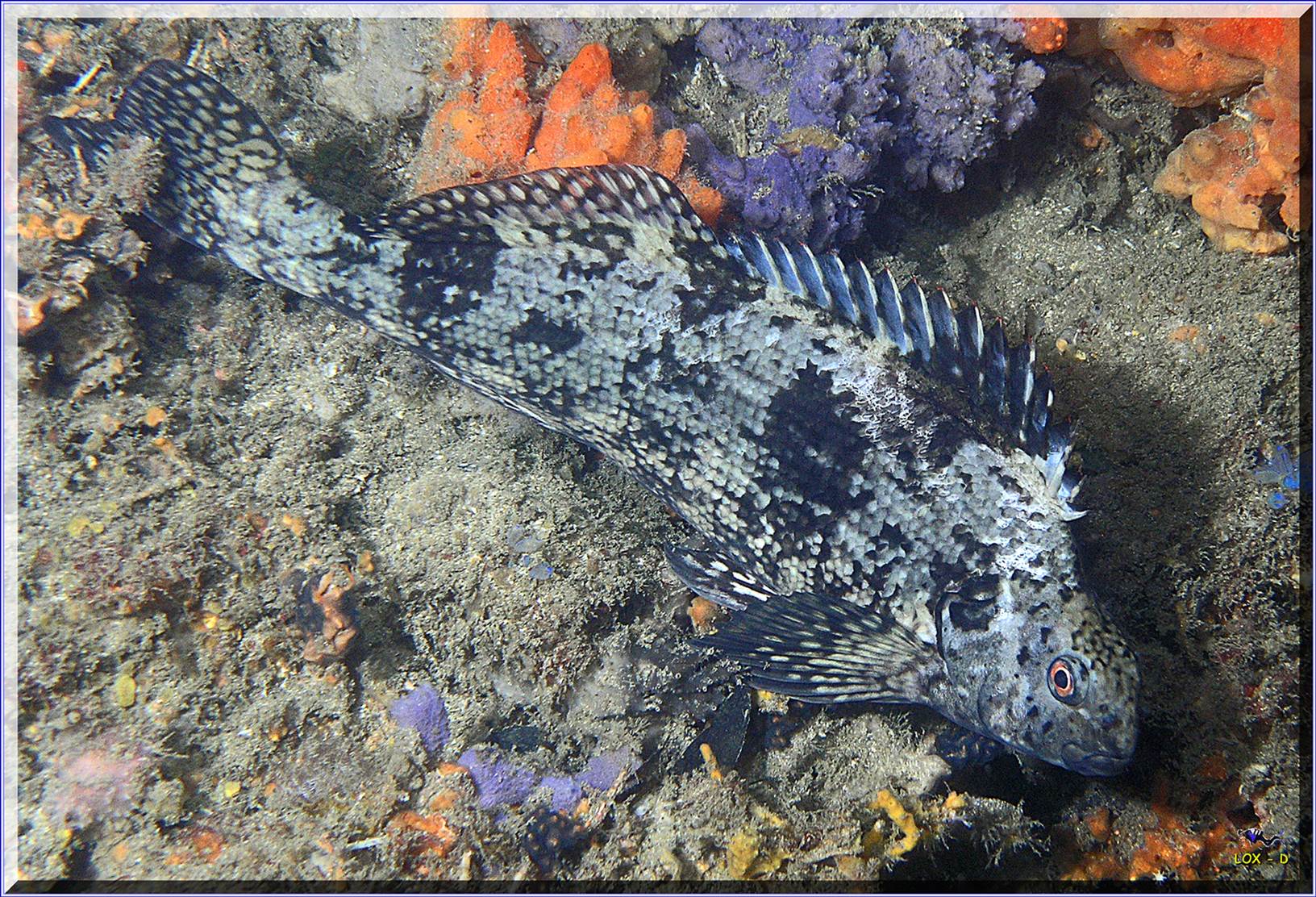 LoxPix Sub-Aqua Image