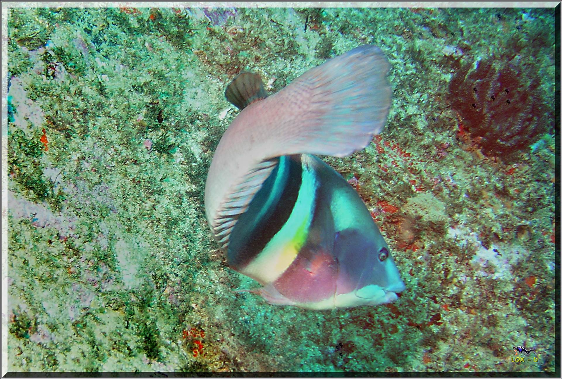 LoxPix Sub-Aqua Image