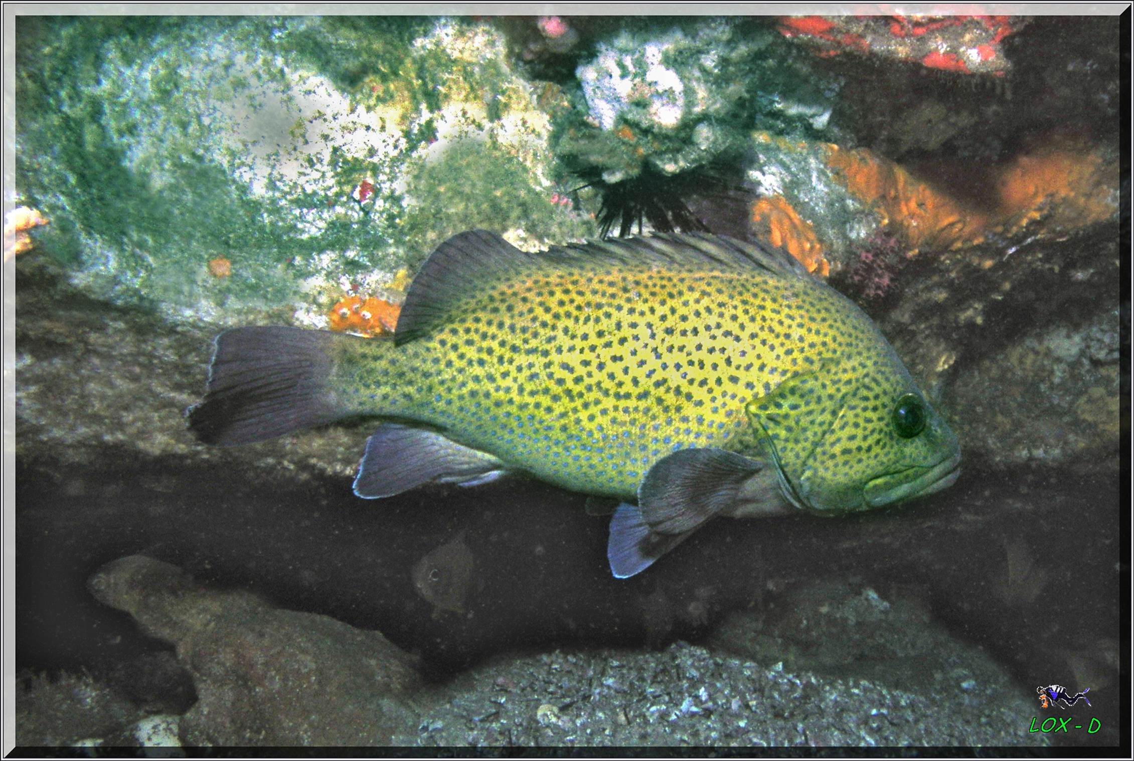 LoxPix Sub-Aqua Image