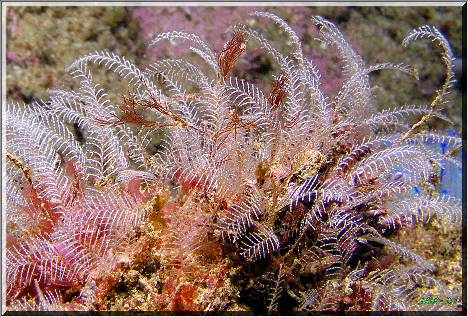 LoxPix Sub-Aqua Image