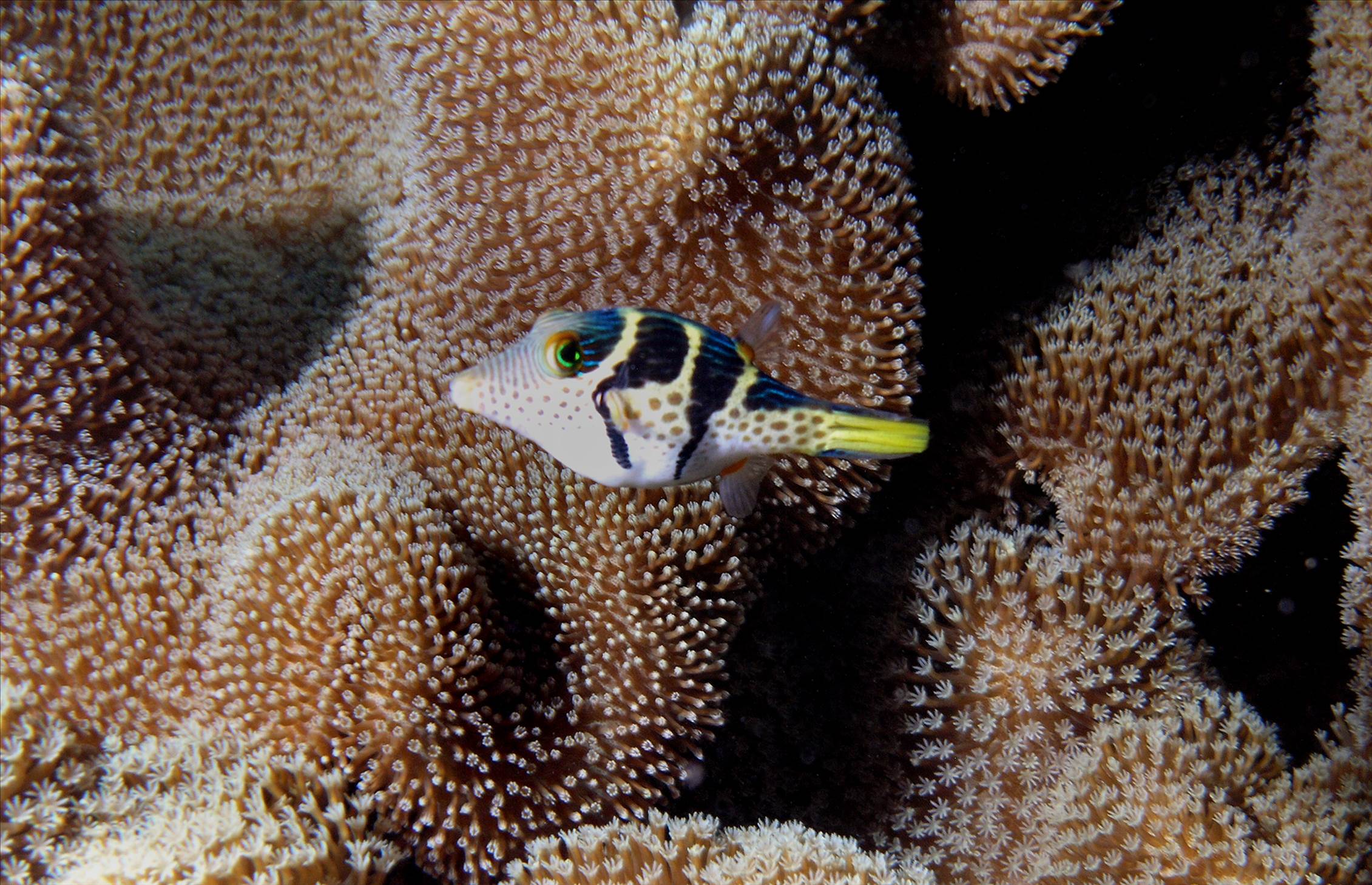 LoxPix Sub-Aqua Image