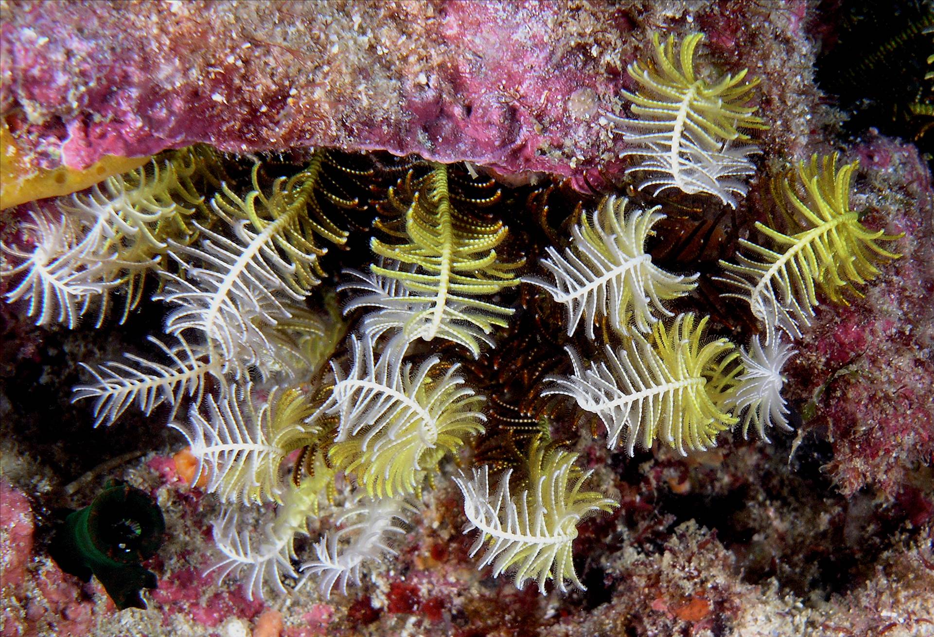 LoxPix Sub-Aqua Image