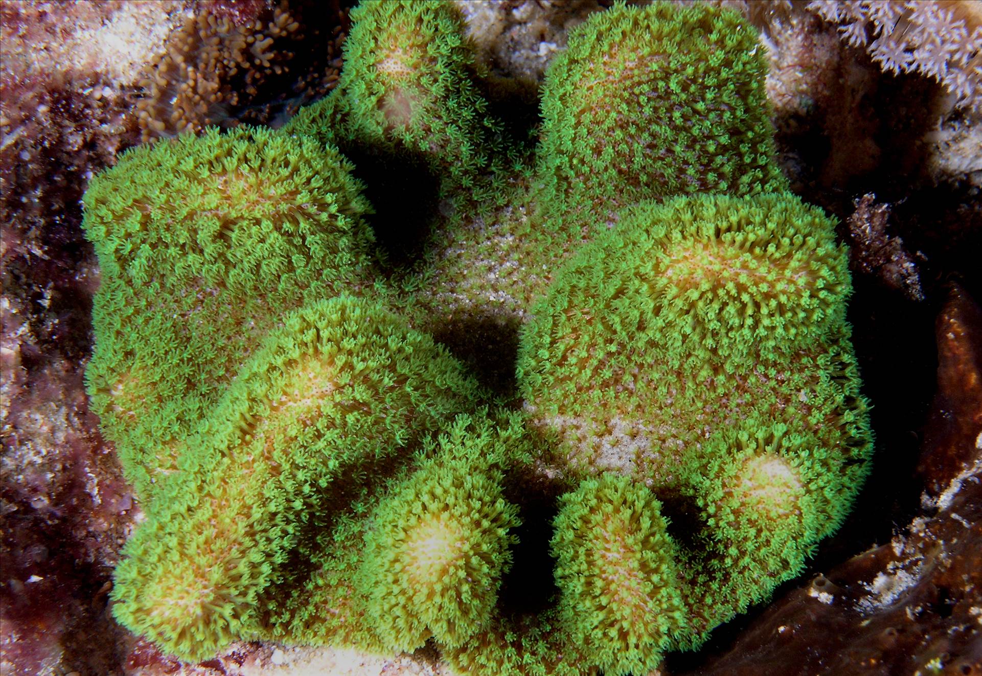 LoxPix Sub-Aqua Image