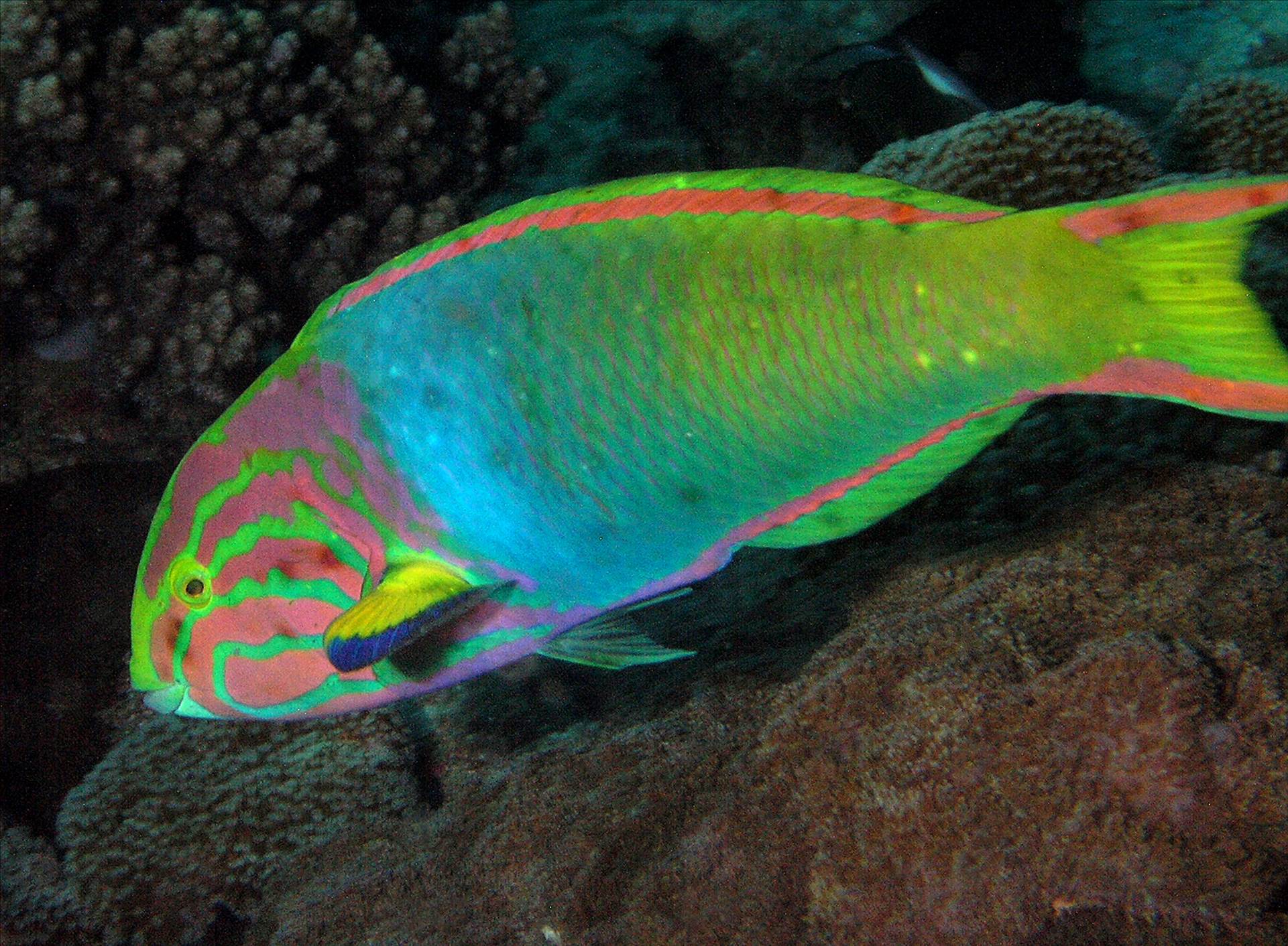 LoxPix Sub-Aqua Image