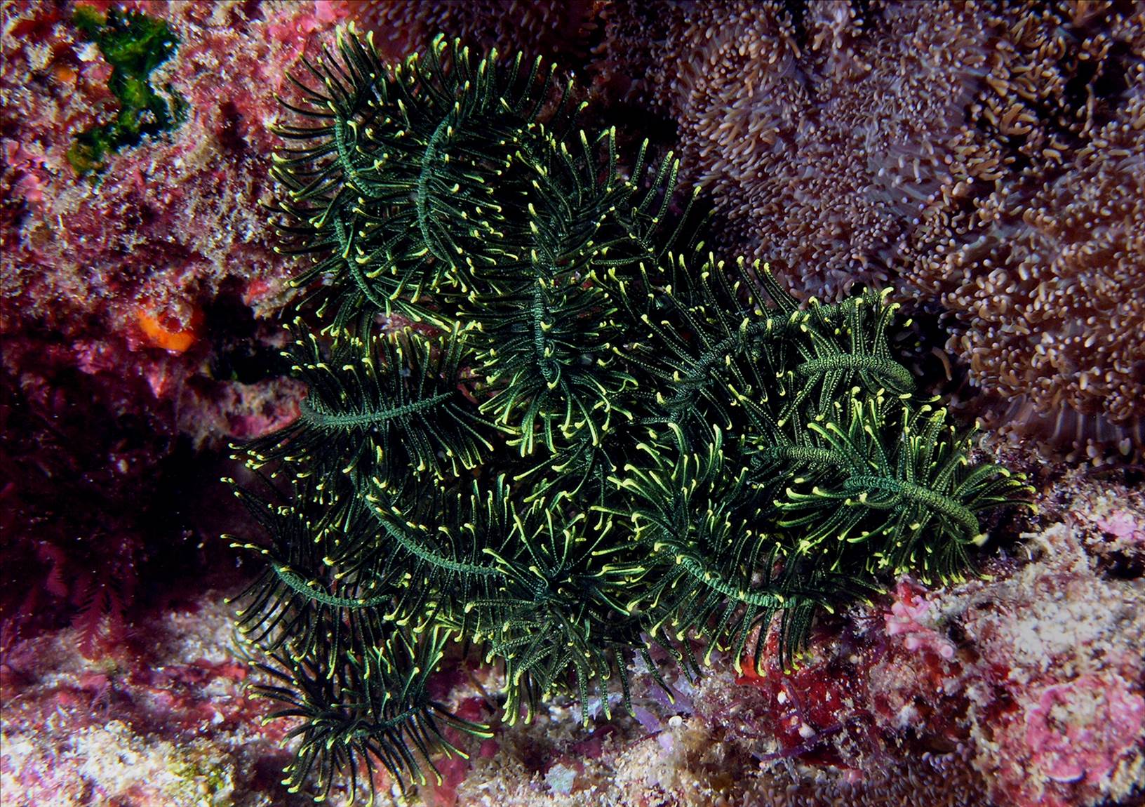 LoxPix Sub-Aqua Image