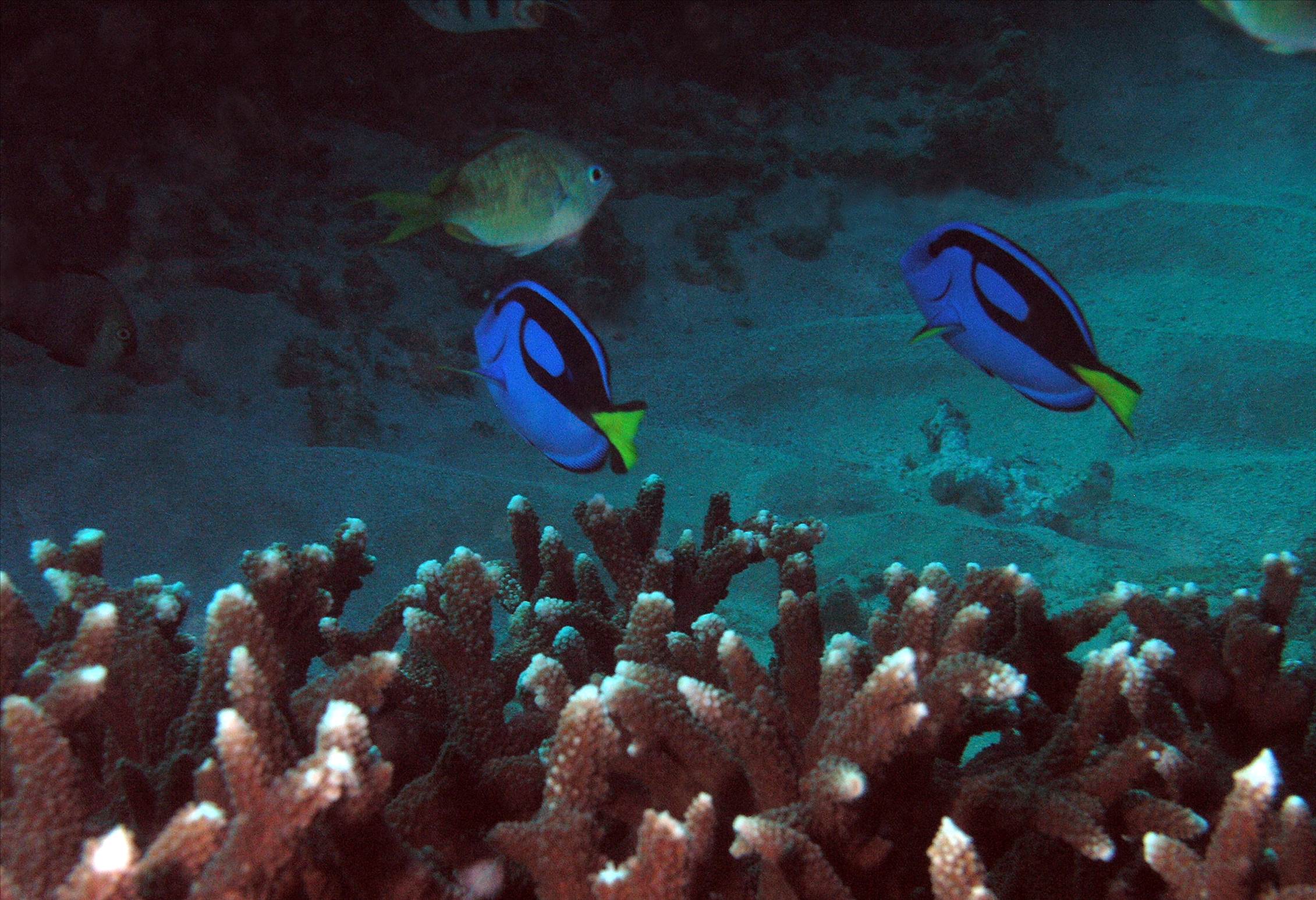 LoxPix Sub-Aqua Image