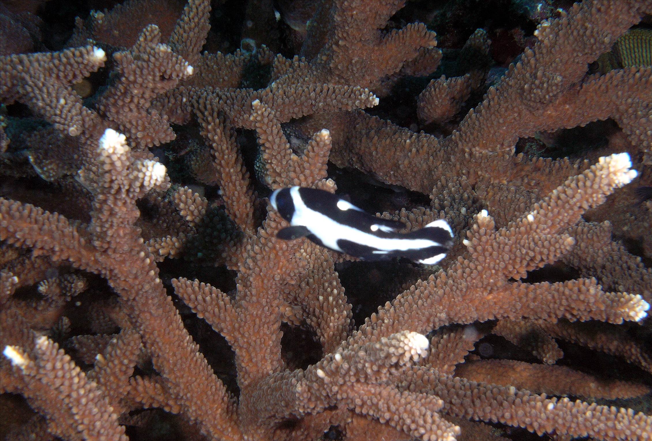 LoxPix Sub-Aqua Image