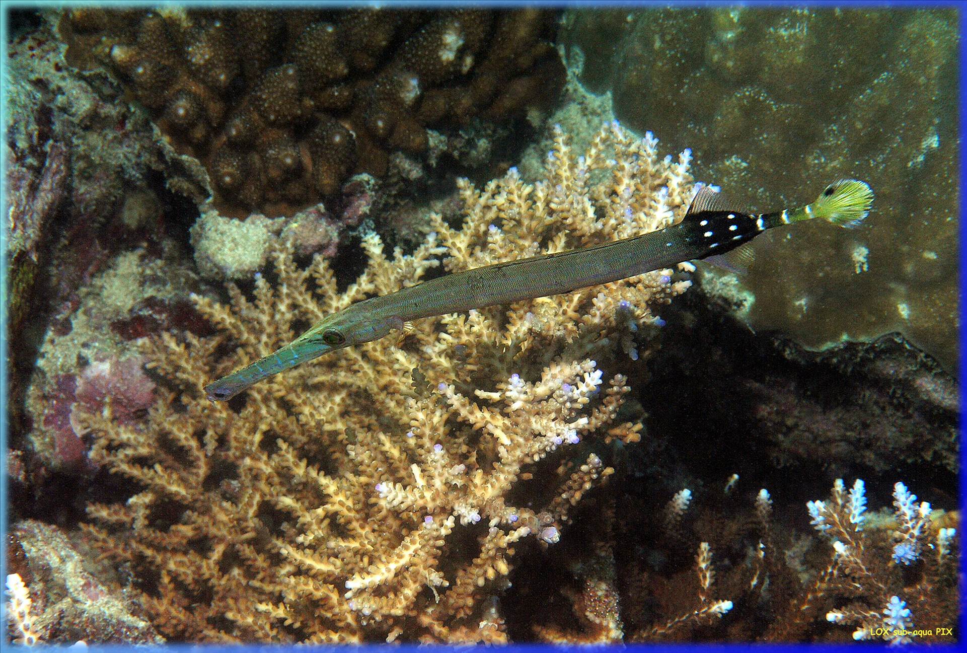 LoxPix Sub-Aqua Image