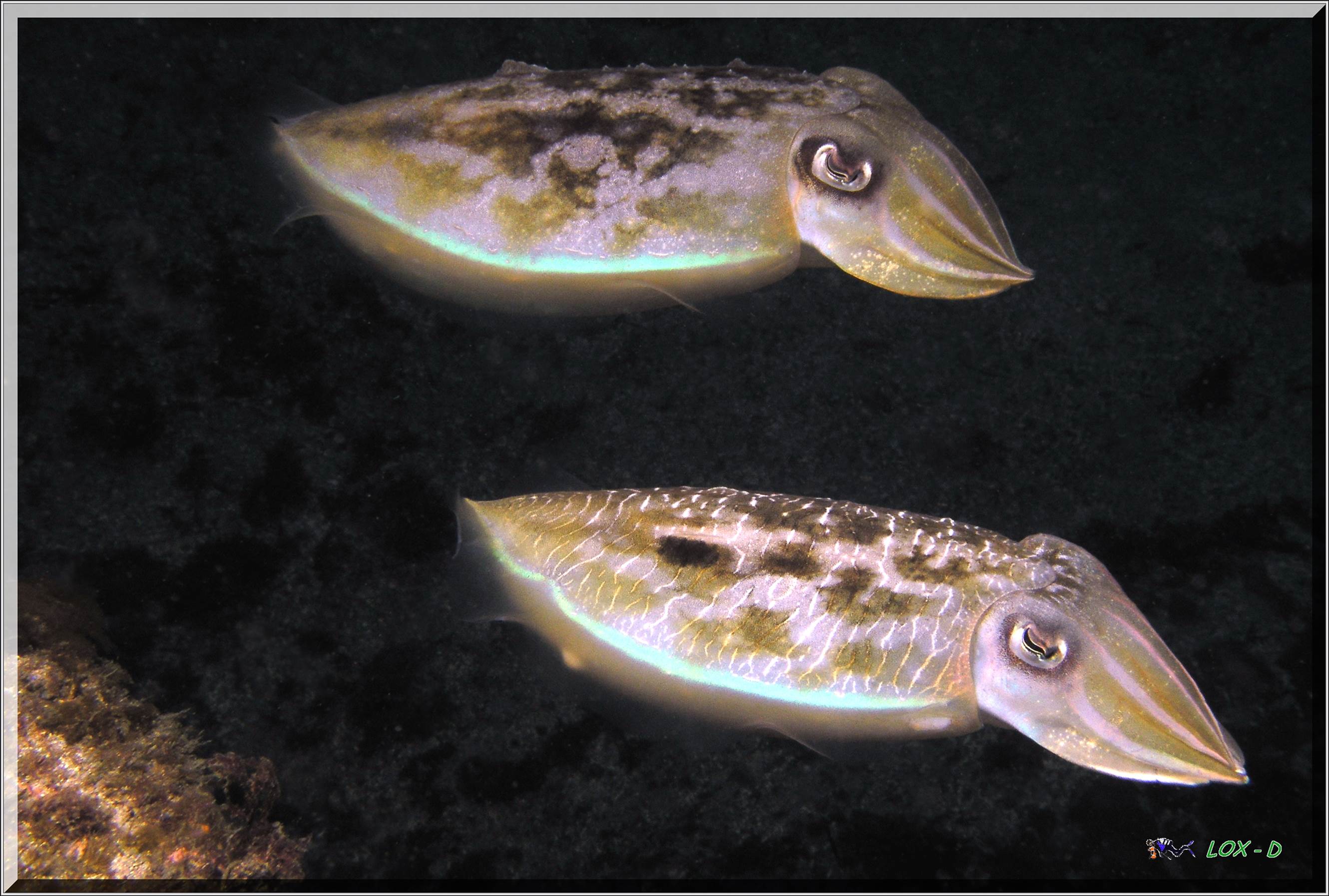 LoxPix Sub-Aqua Image