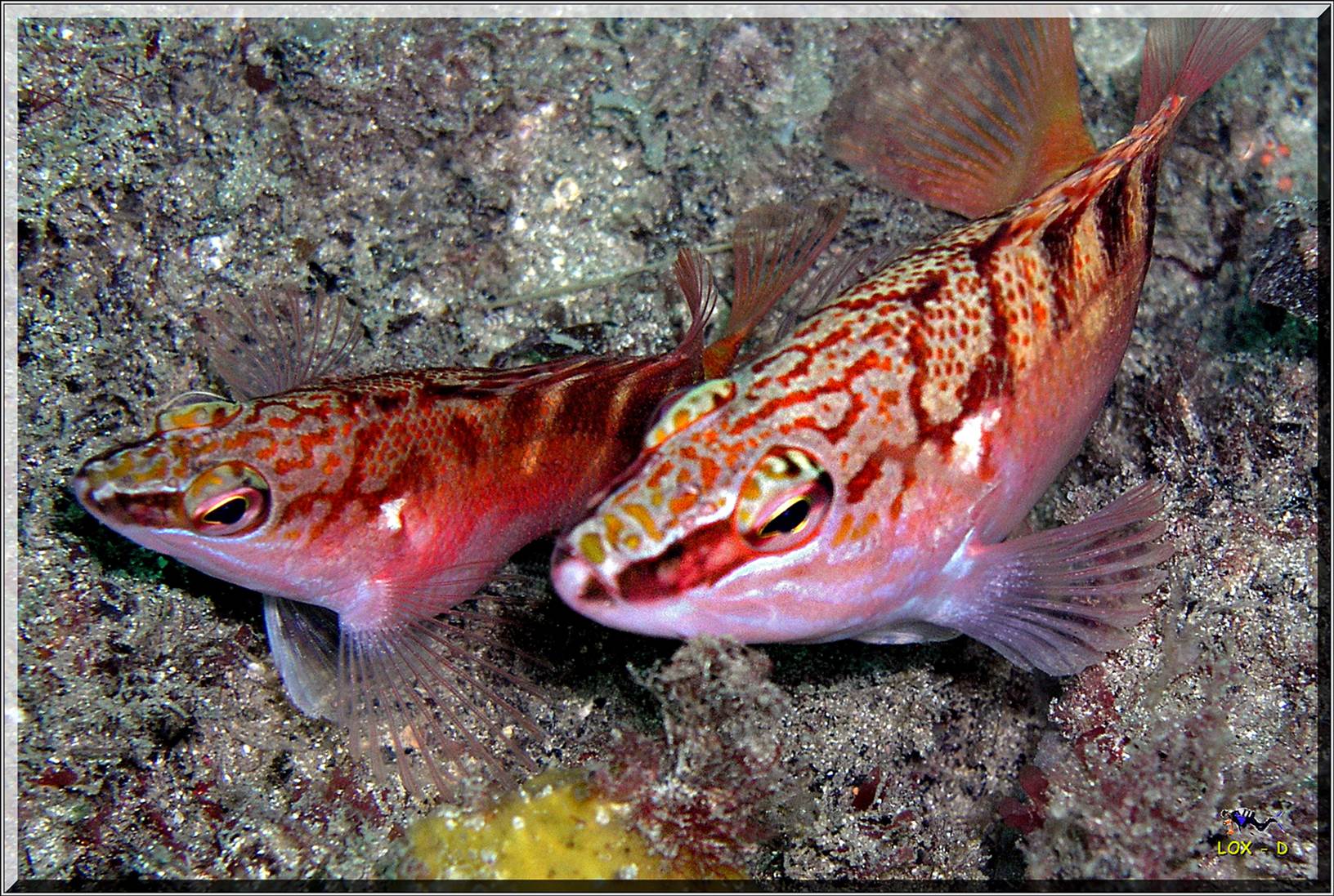 LoxPix Sub-Aqua Image