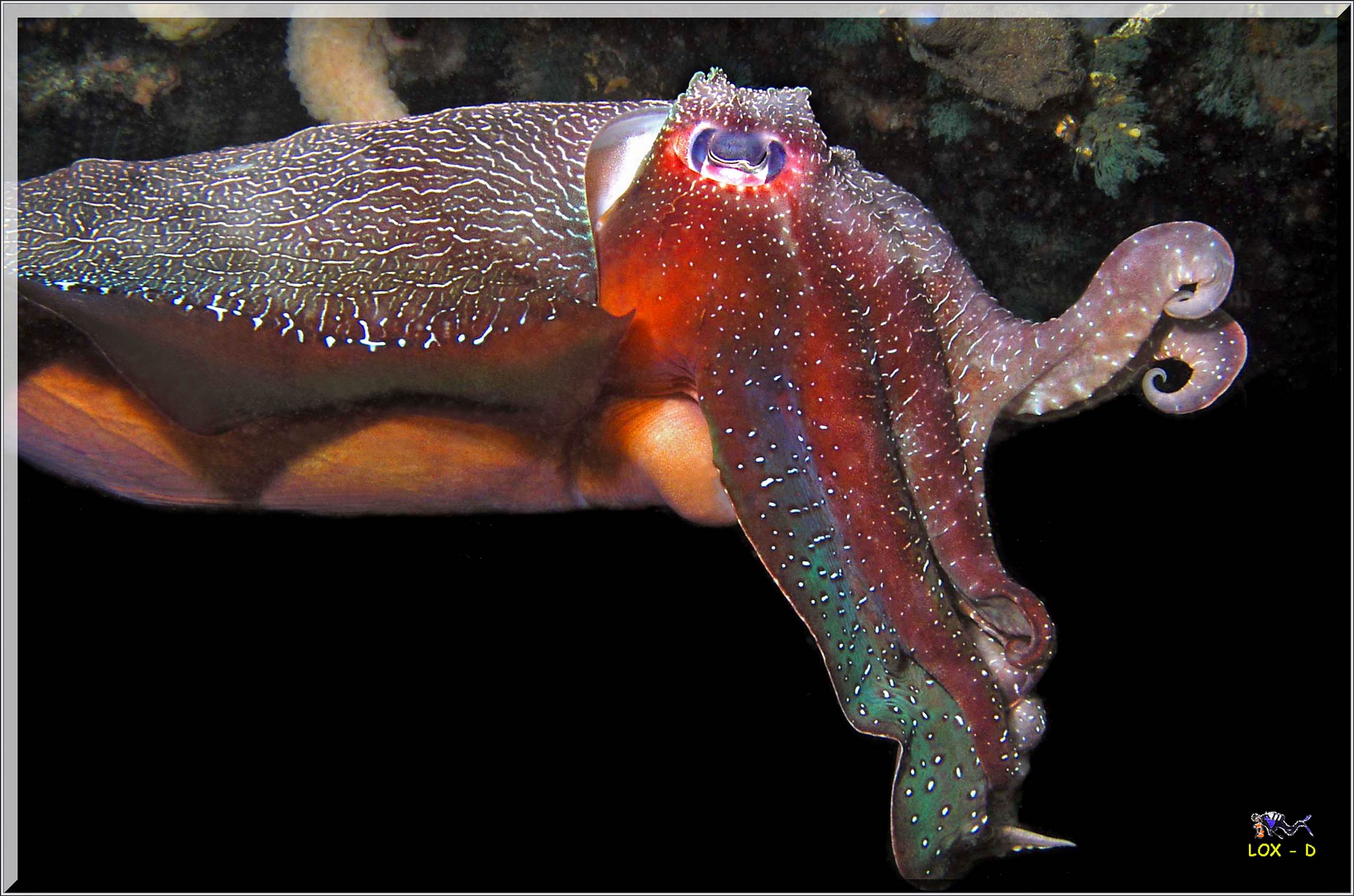 LoxPix Sub-Aqua Image