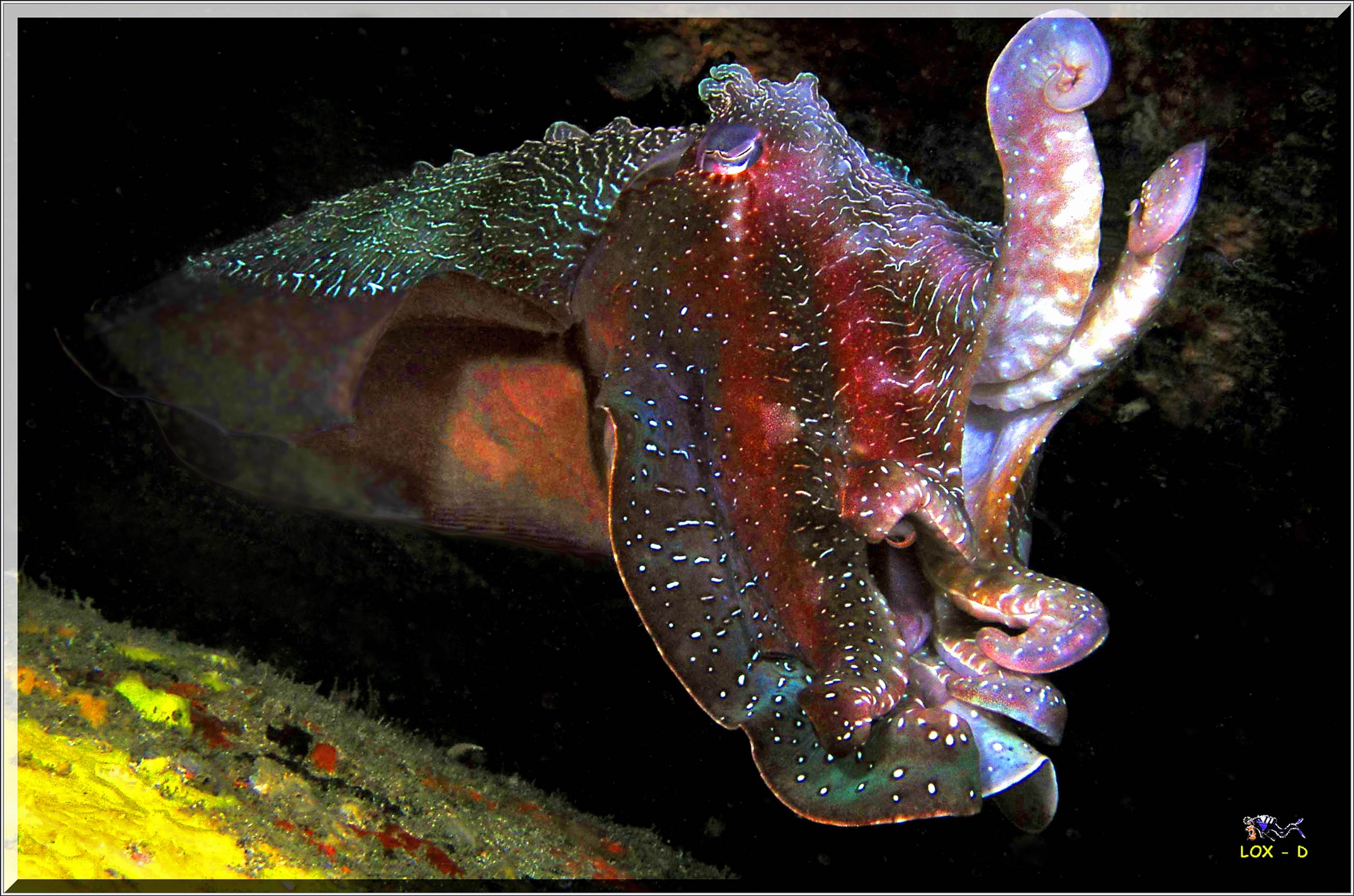 LoxPix Sub-Aqua Image