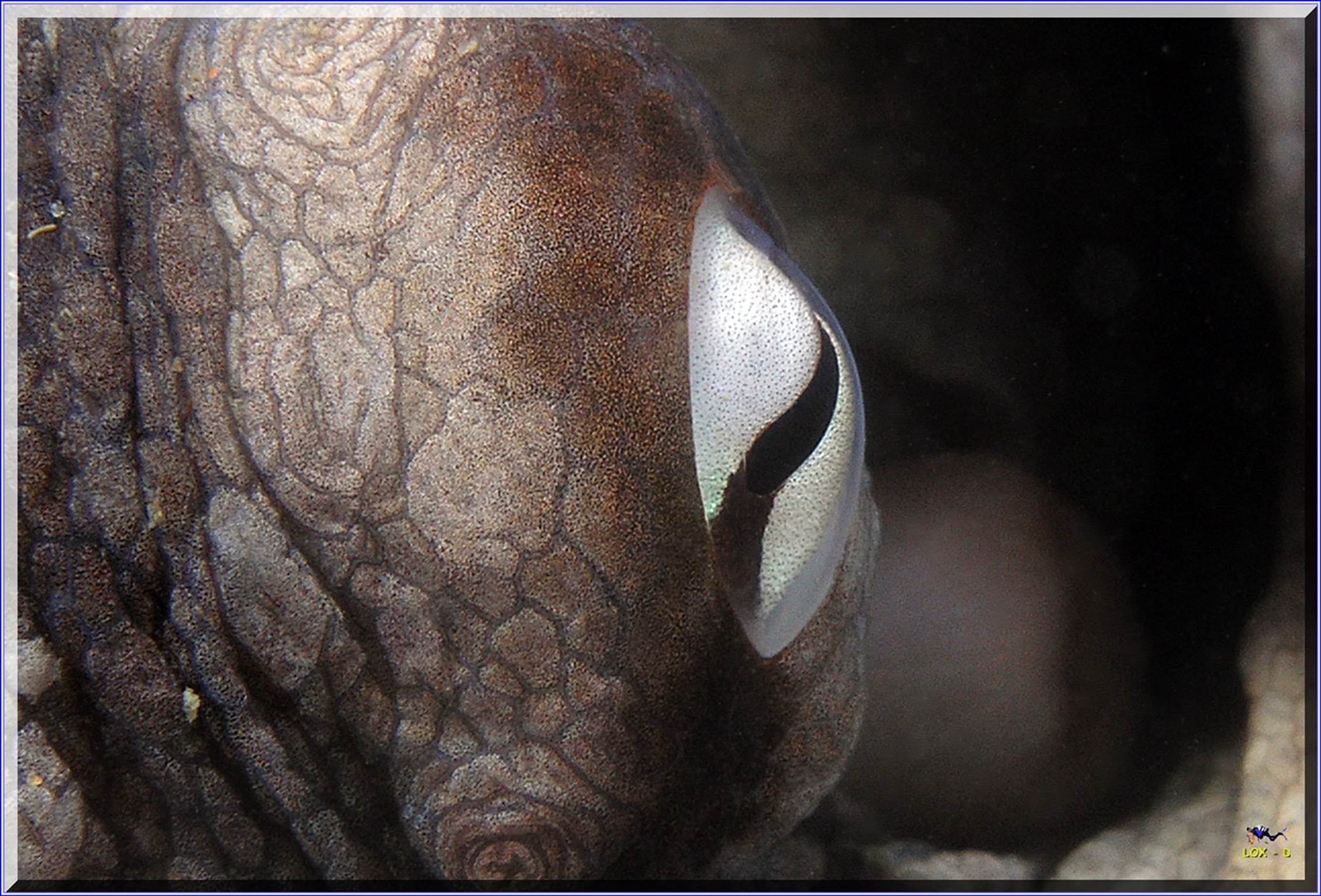 LoxPix Sub-Aqua Image