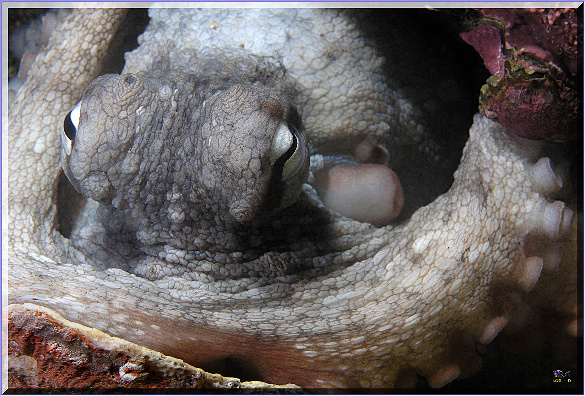 LoxPix Sub-Aqua Image