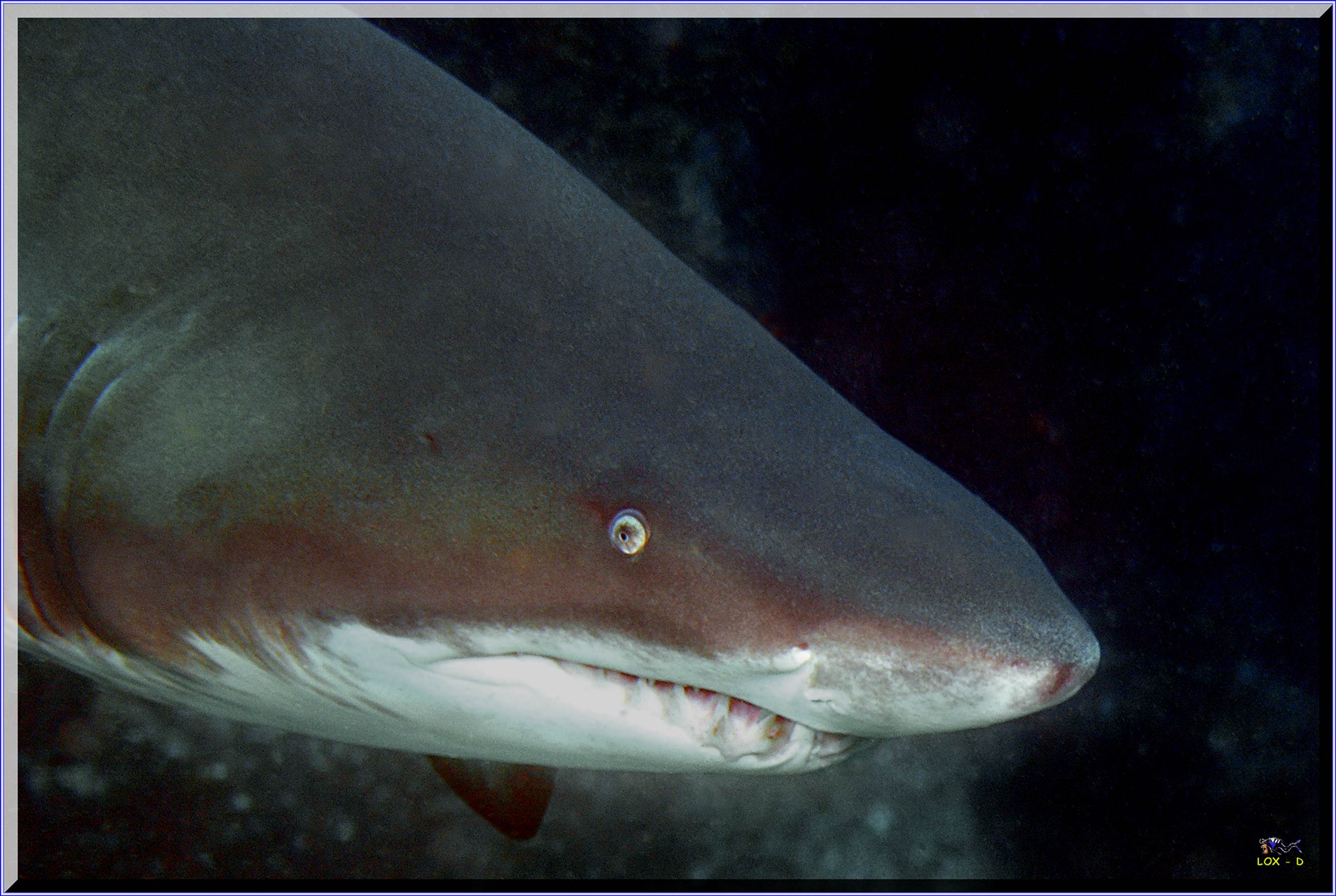 LoxPix Sub-Aqua Image