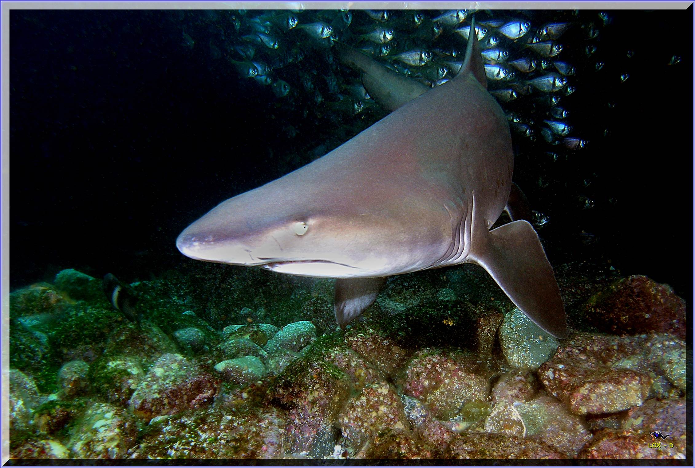 LoxPix Sub-Aqua Image