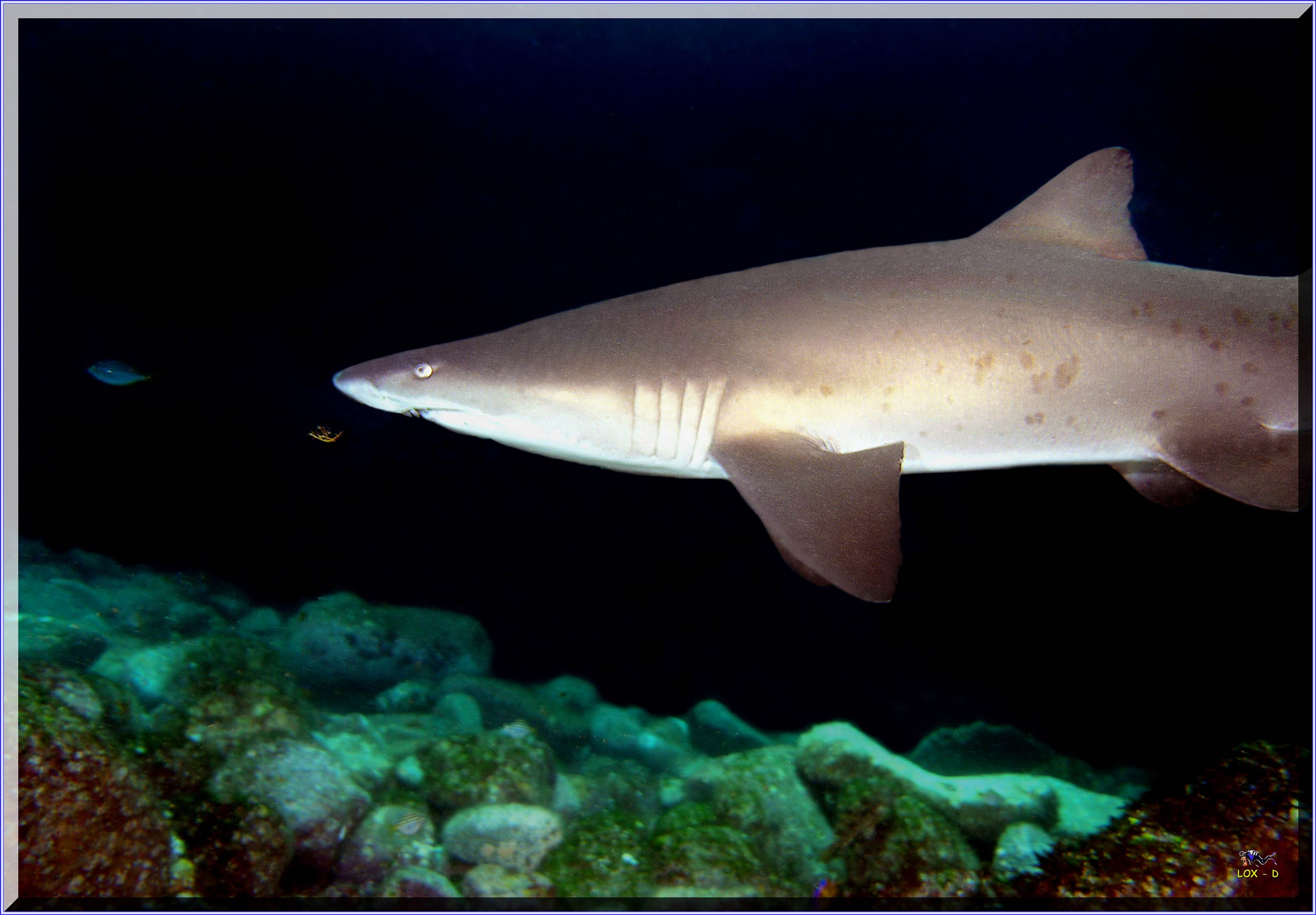 LoxPix Sub-Aqua Image