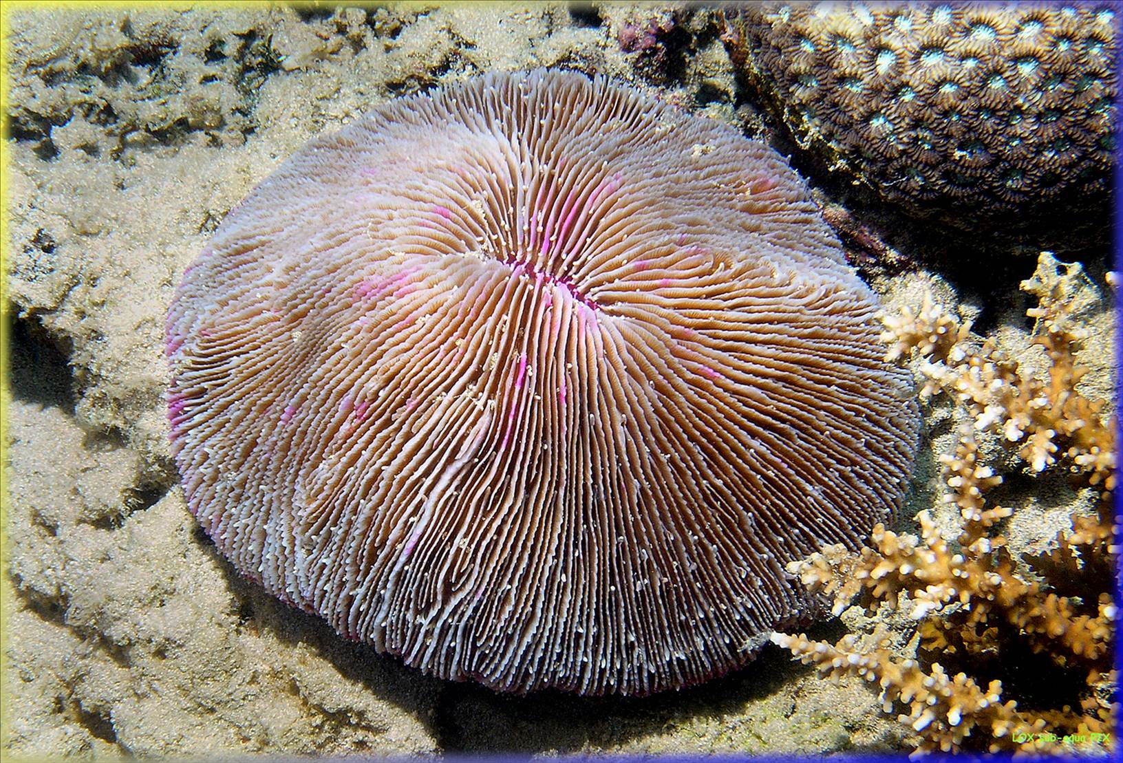 LoxPix Sub-Aqua Image