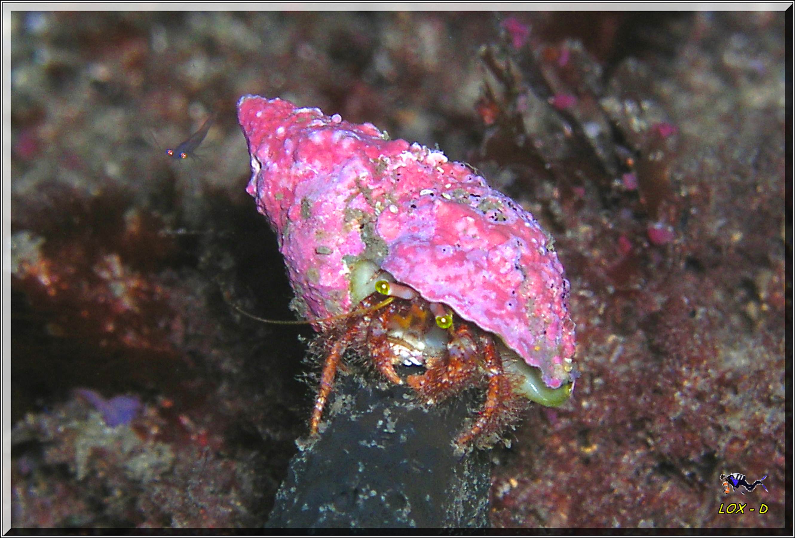 LoxPix Sub-Aqua Image