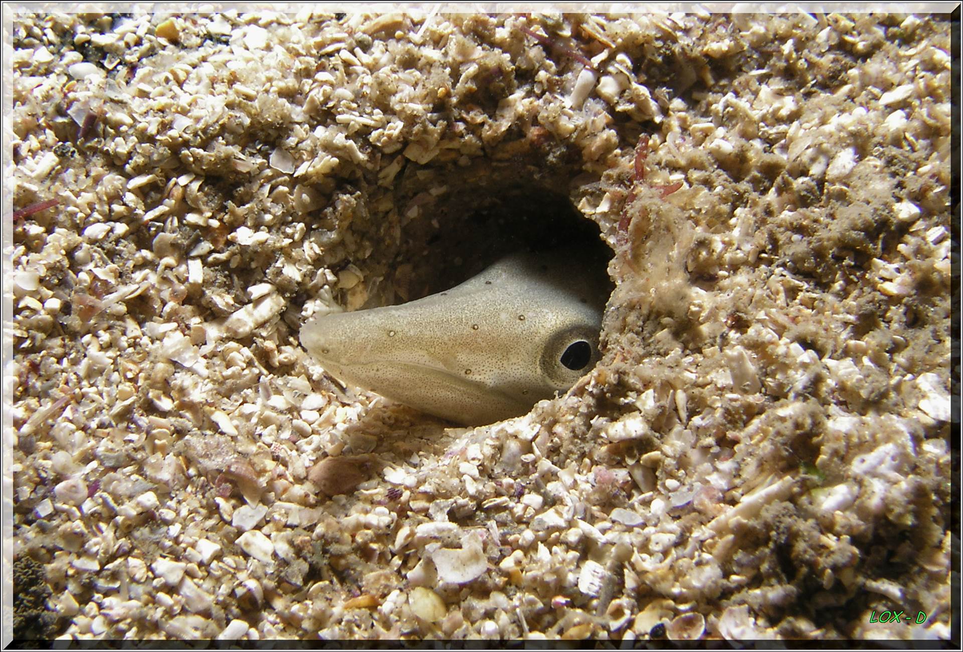 LoxPix Sub-Aqua Image