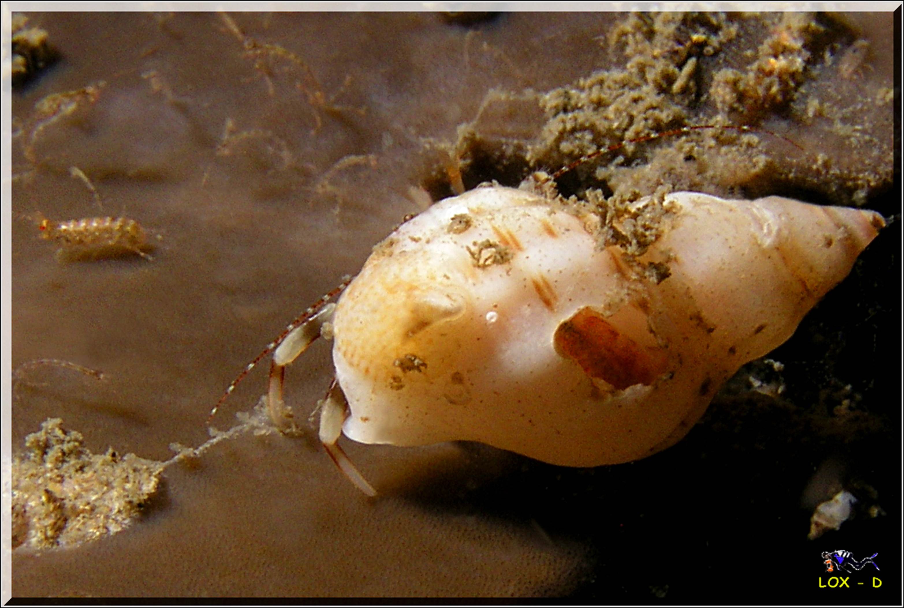 LoxPix Sub-Aqua Image