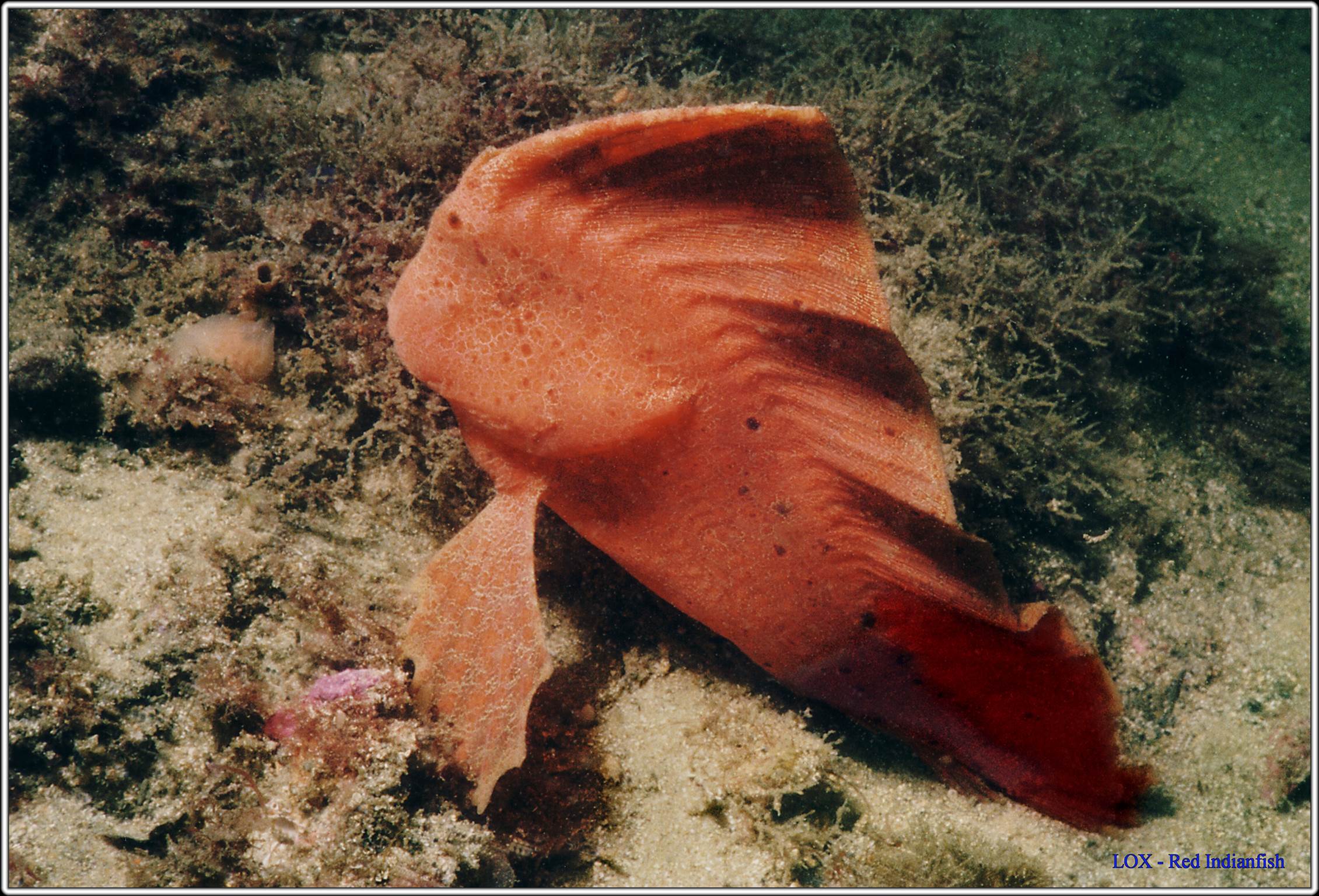 LoxPix Sub-Aqua Image