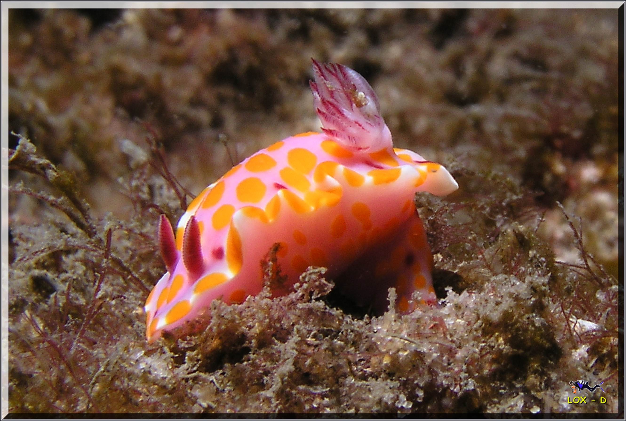 LoxPix Sub-Aqua Image