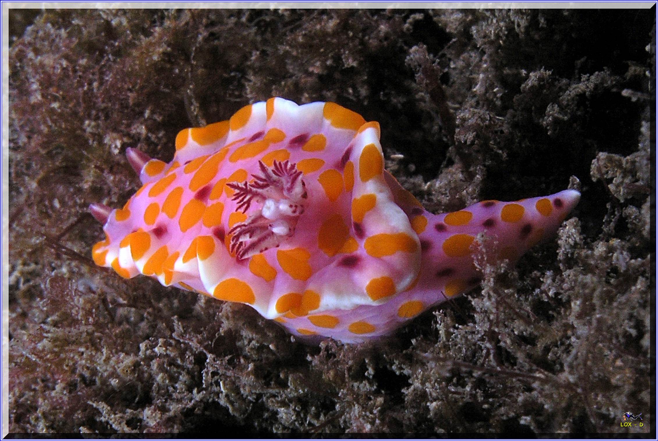 LoxPix Sub-Aqua Image