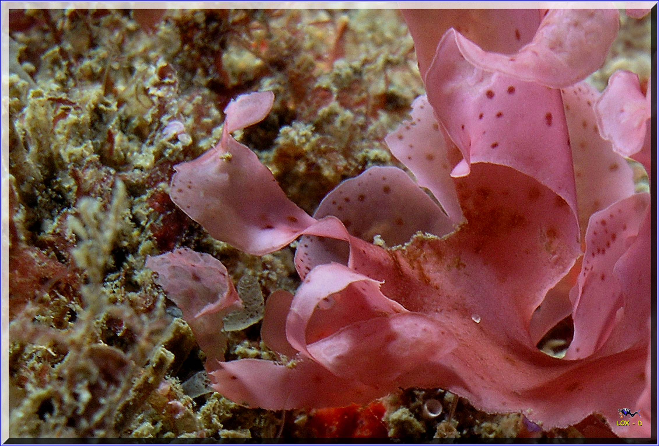 LoxPix Sub-Aqua Image