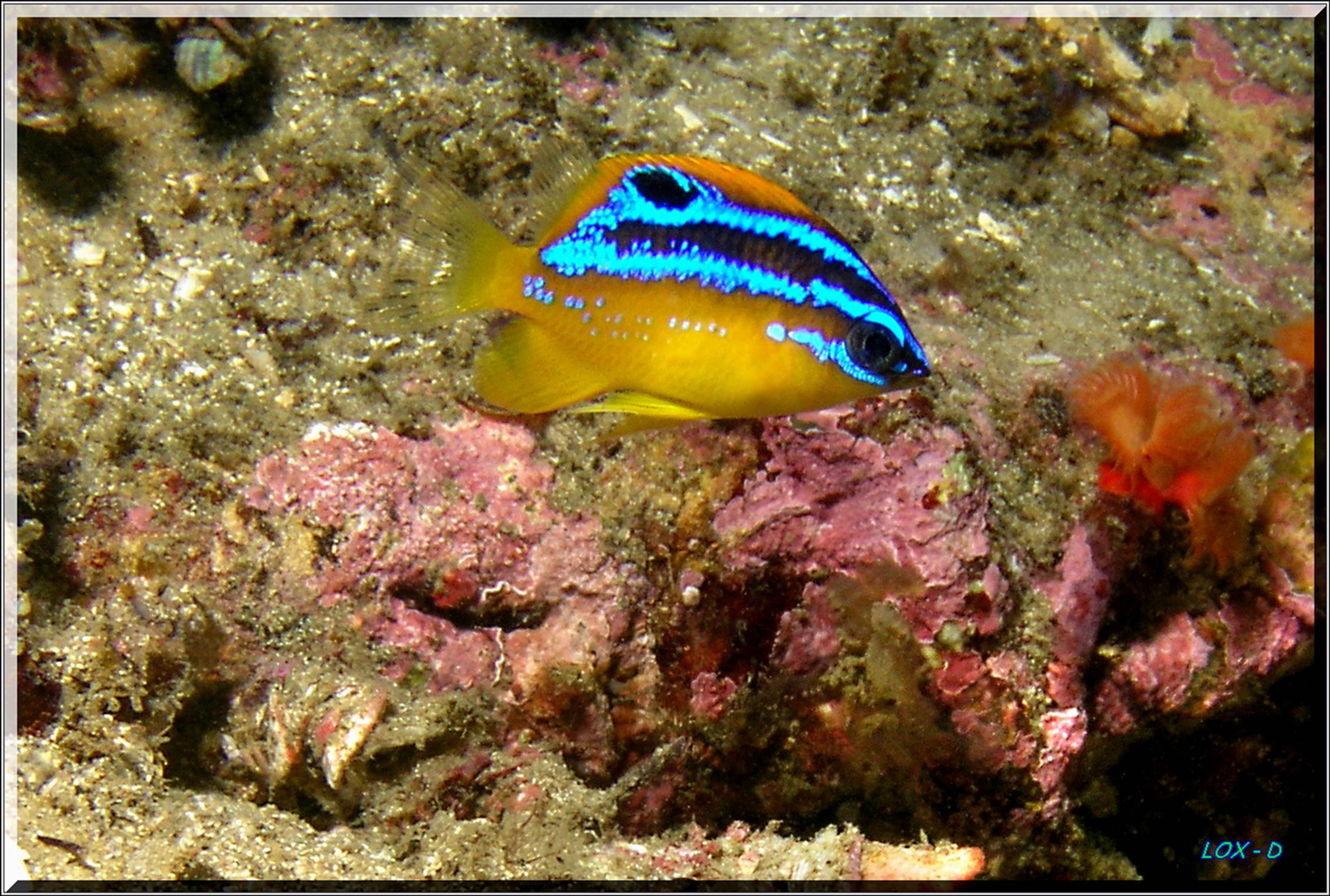 LoxPix Sub-Aqua Image