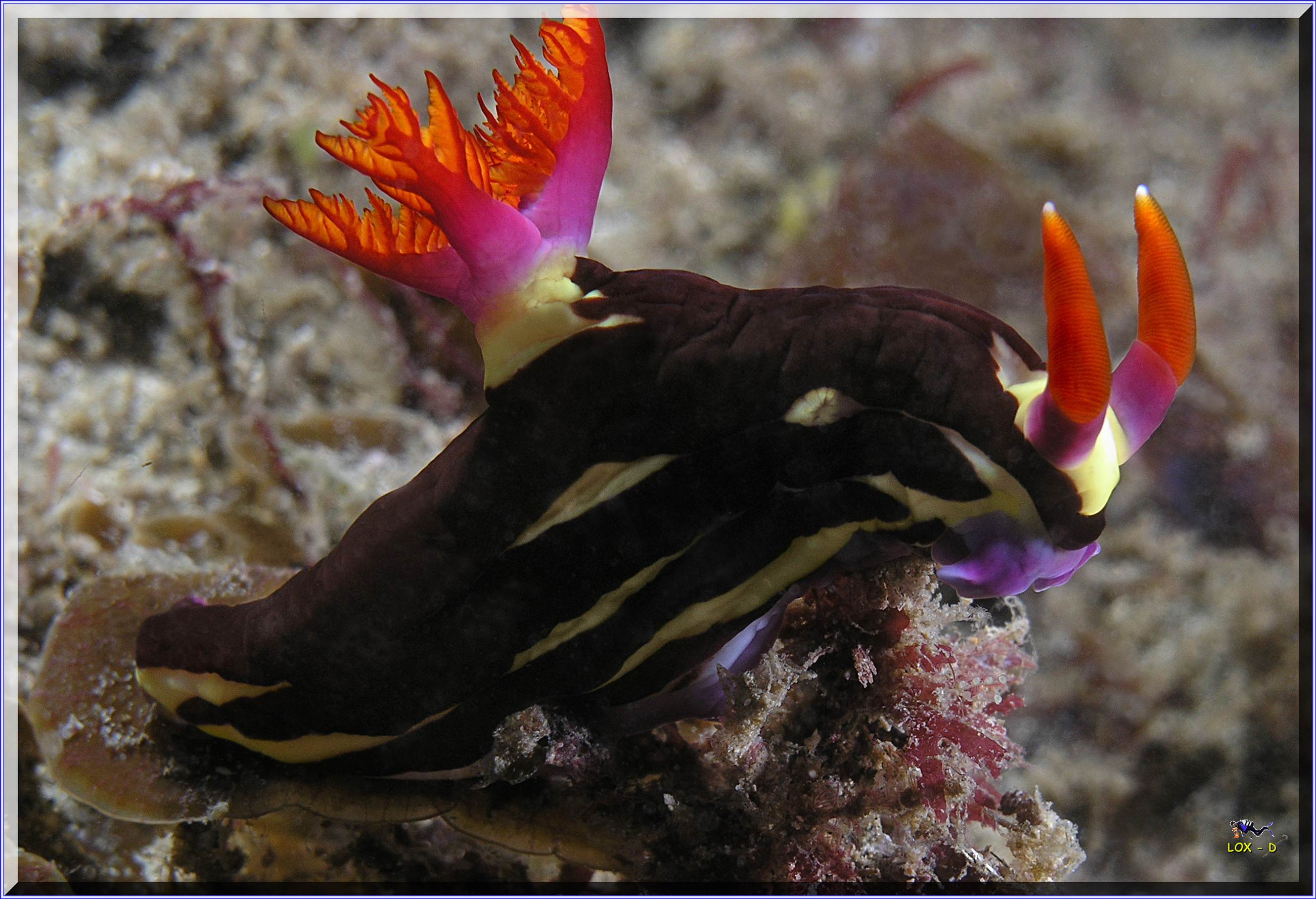 LoxPix Sub-Aqua Image