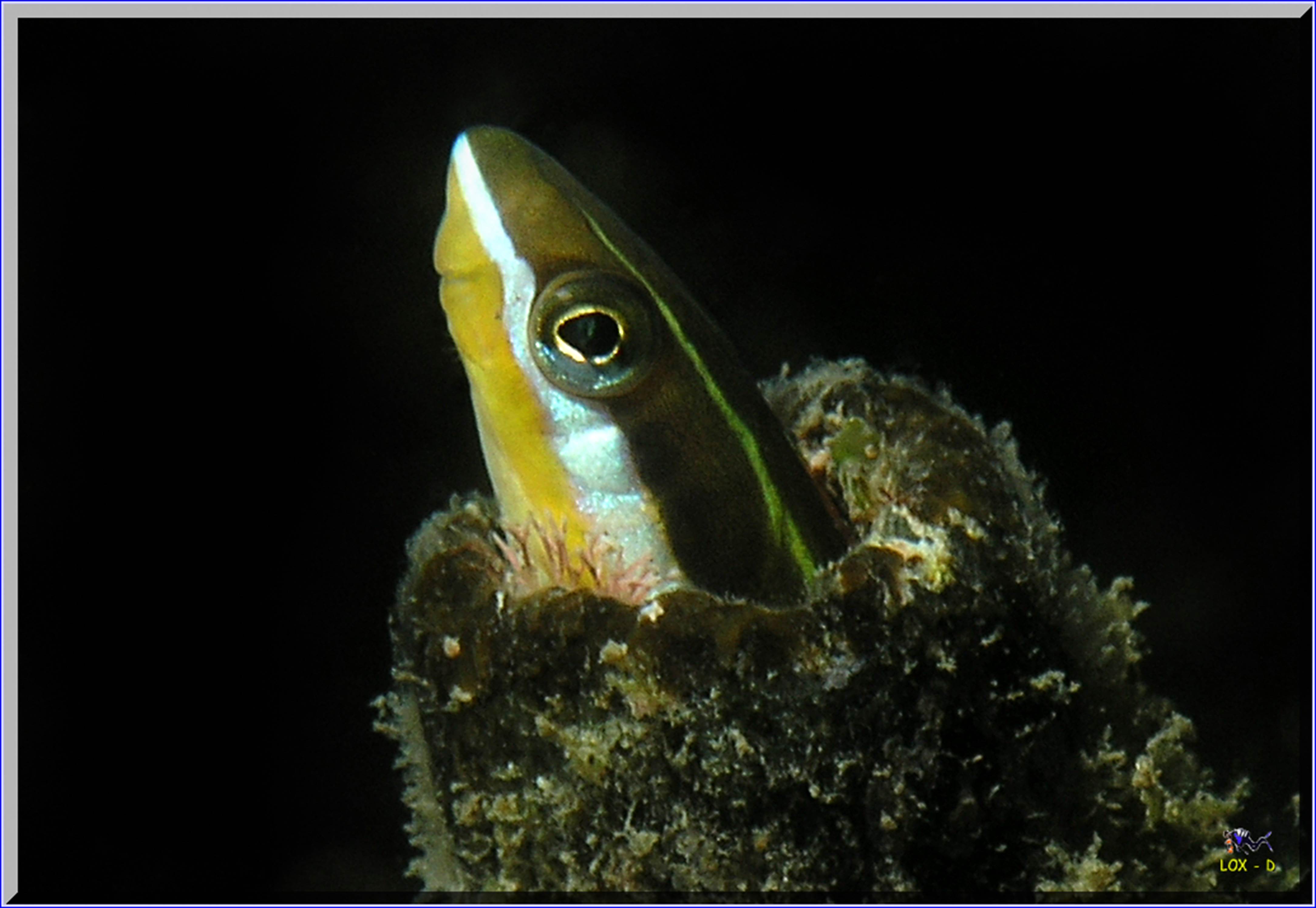 LoxPix Sub-Aqua Image