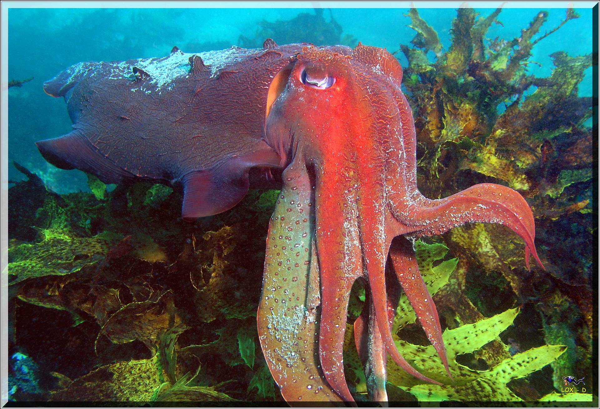 LoxPix Sub-Aqua Image