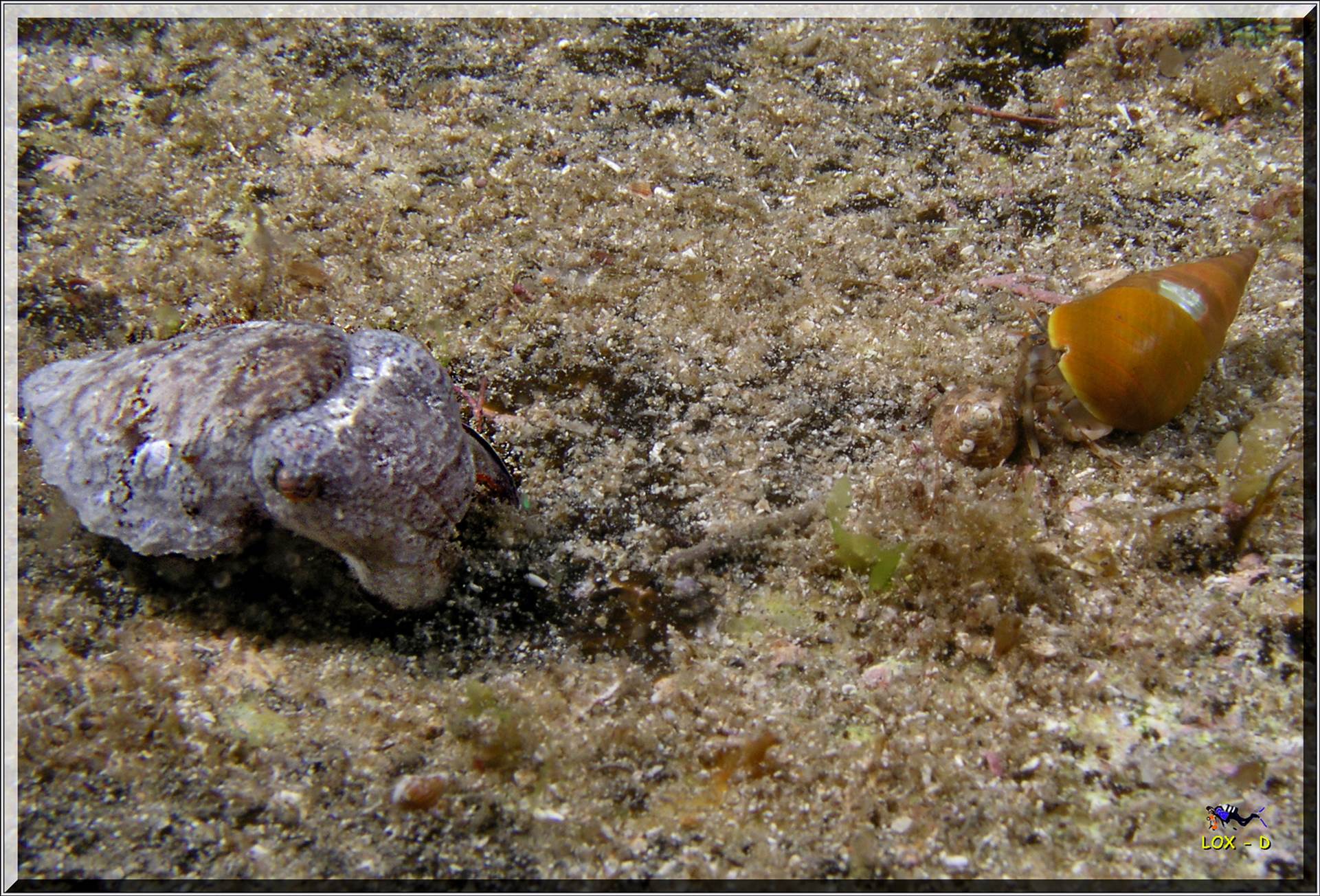 LoxPix Sub-Aqua Image