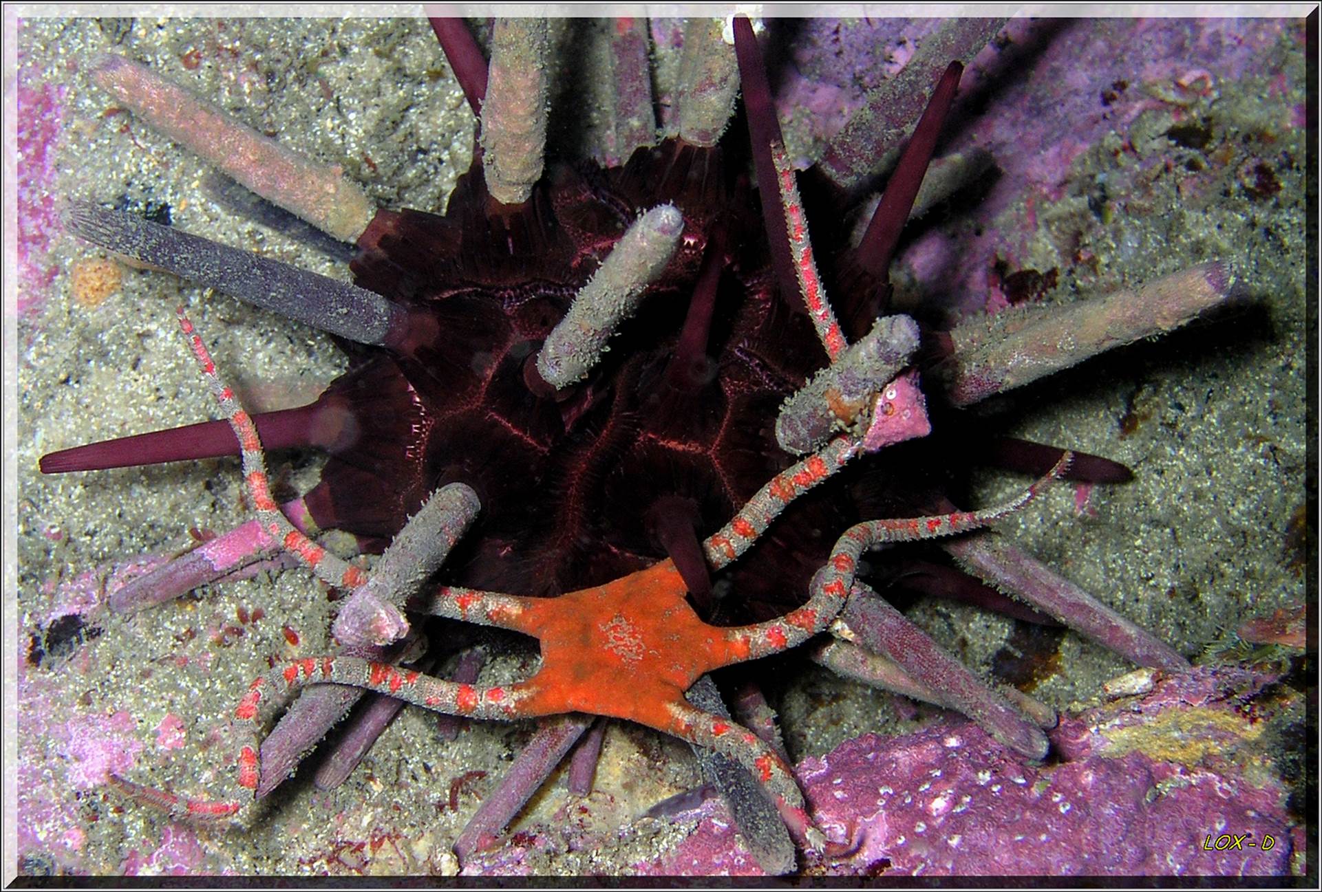 LoxPix Sub-Aqua Image