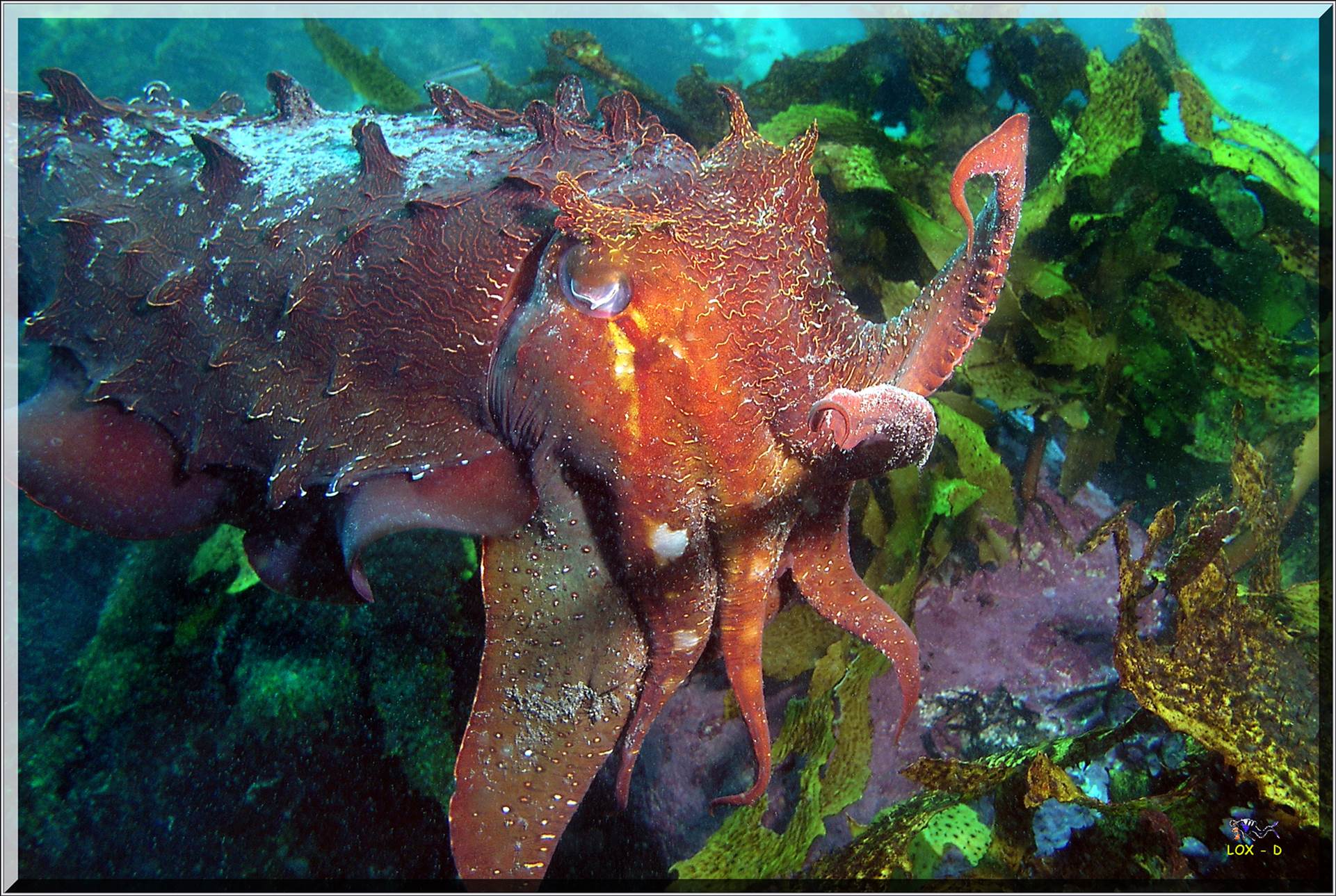 LoxPix Sub-Aqua Image