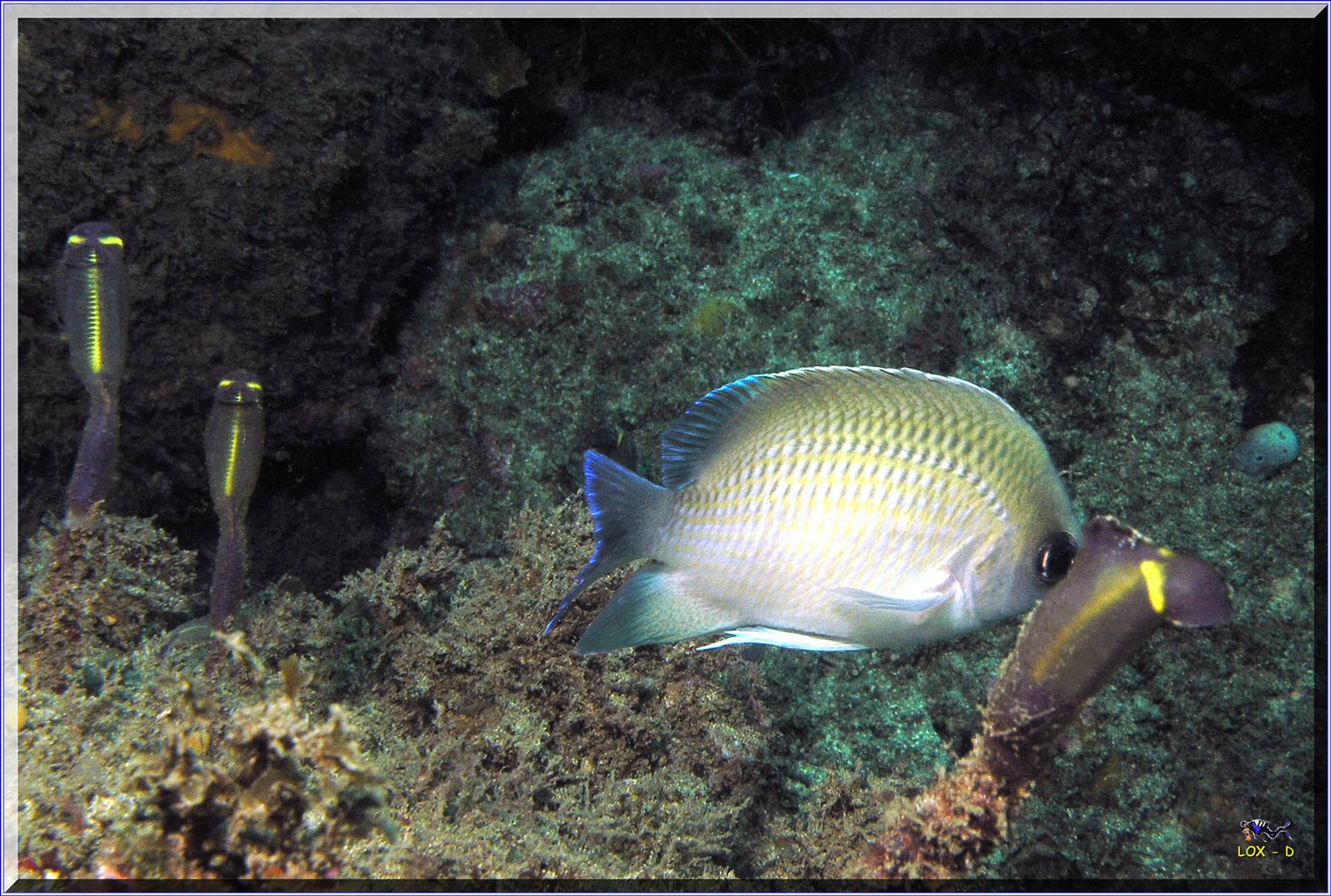 LoxPix Sub-Aqua Image