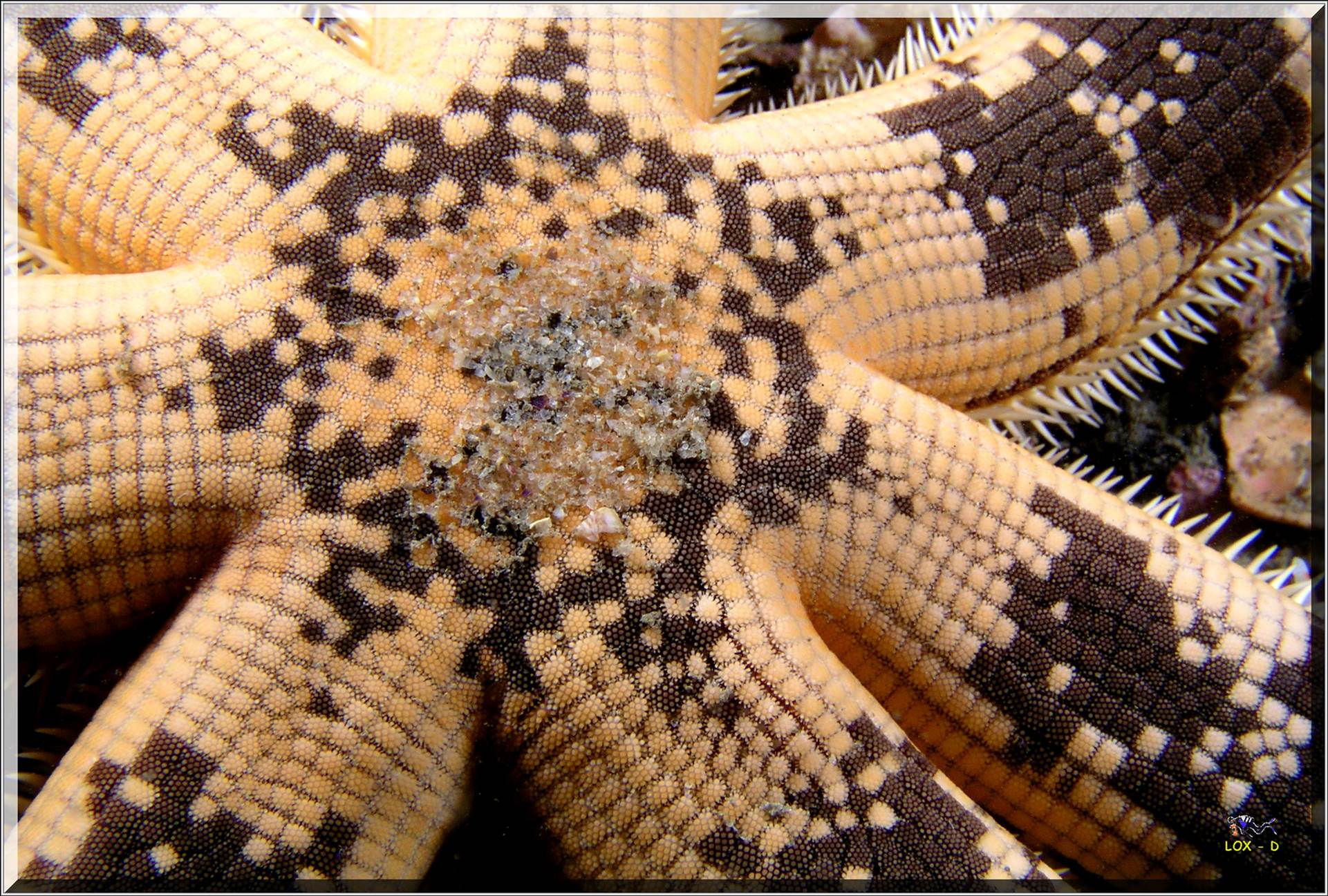 LoxPix Sub-Aqua Image