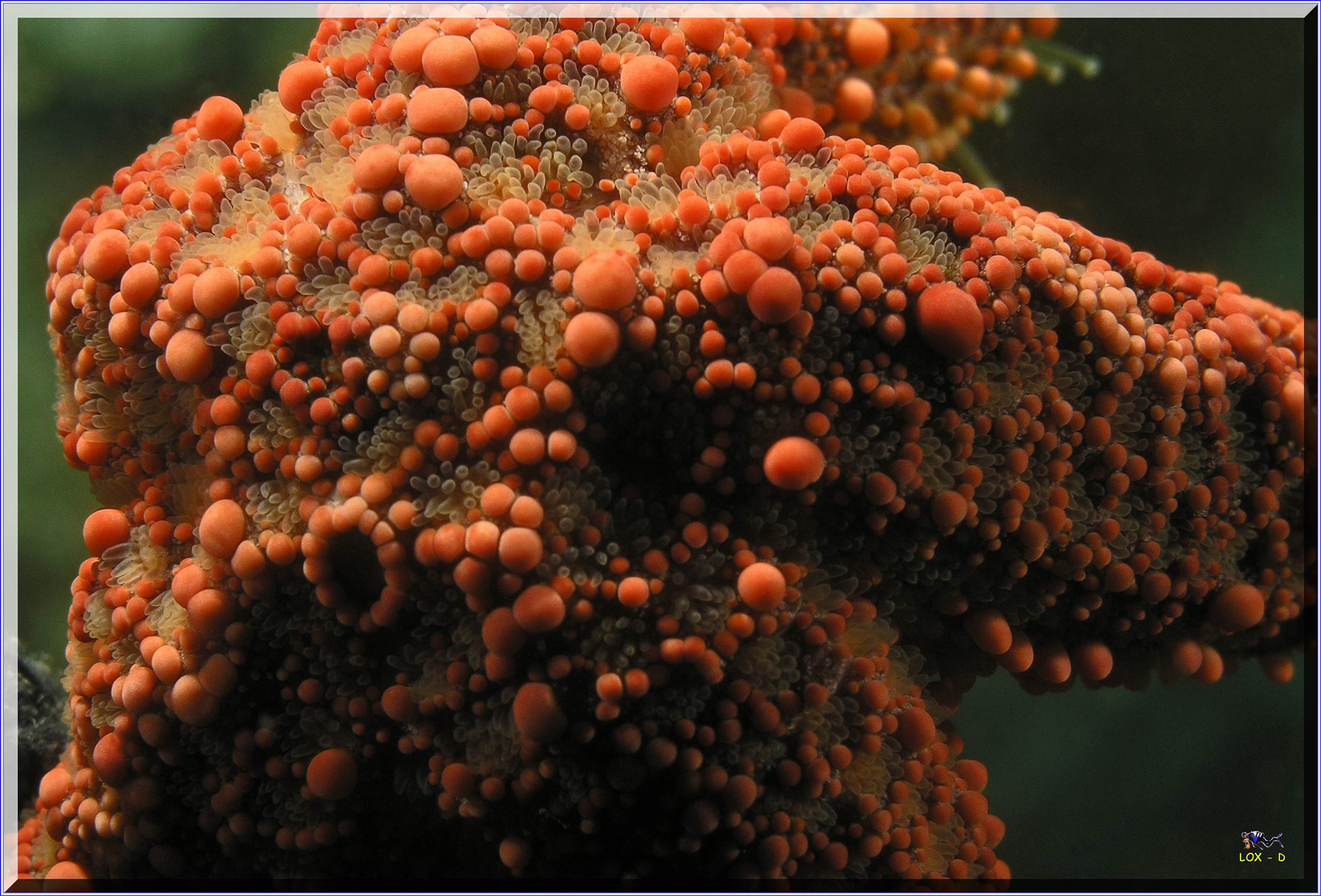 LoxPix Sub-Aqua Image