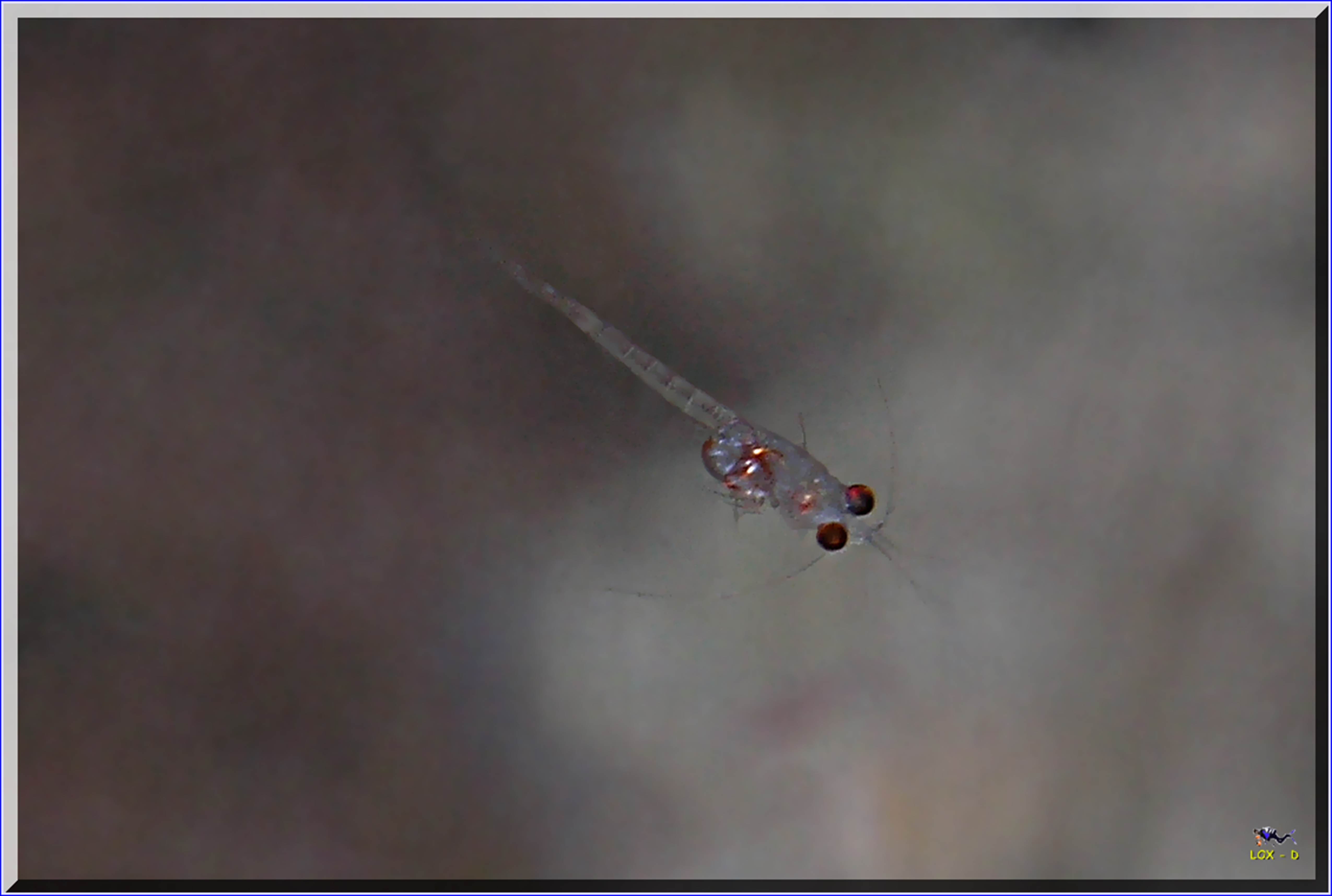 LoxPix Sub-Aqua Image