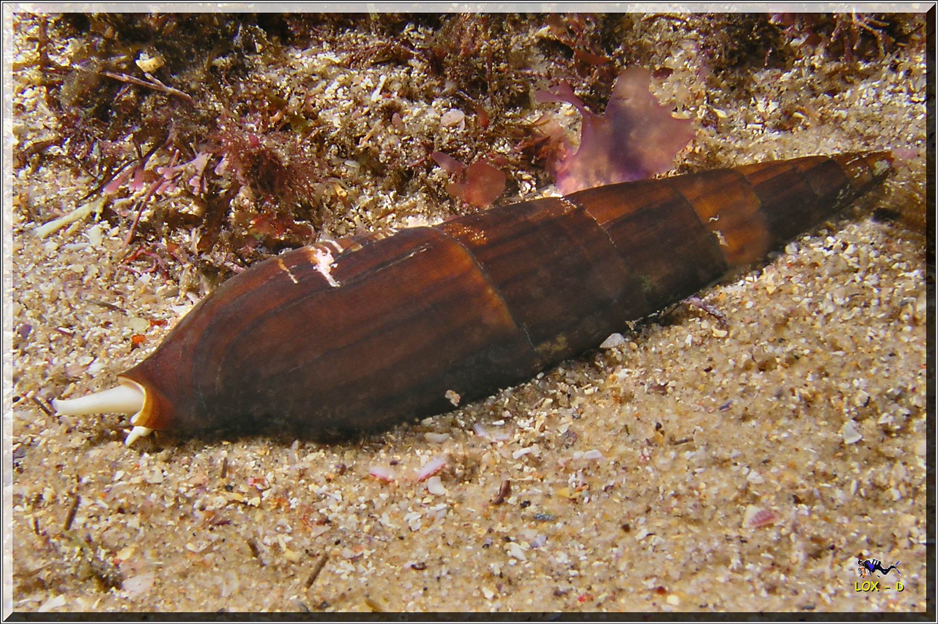 LoxPix Sub-Aqua Image