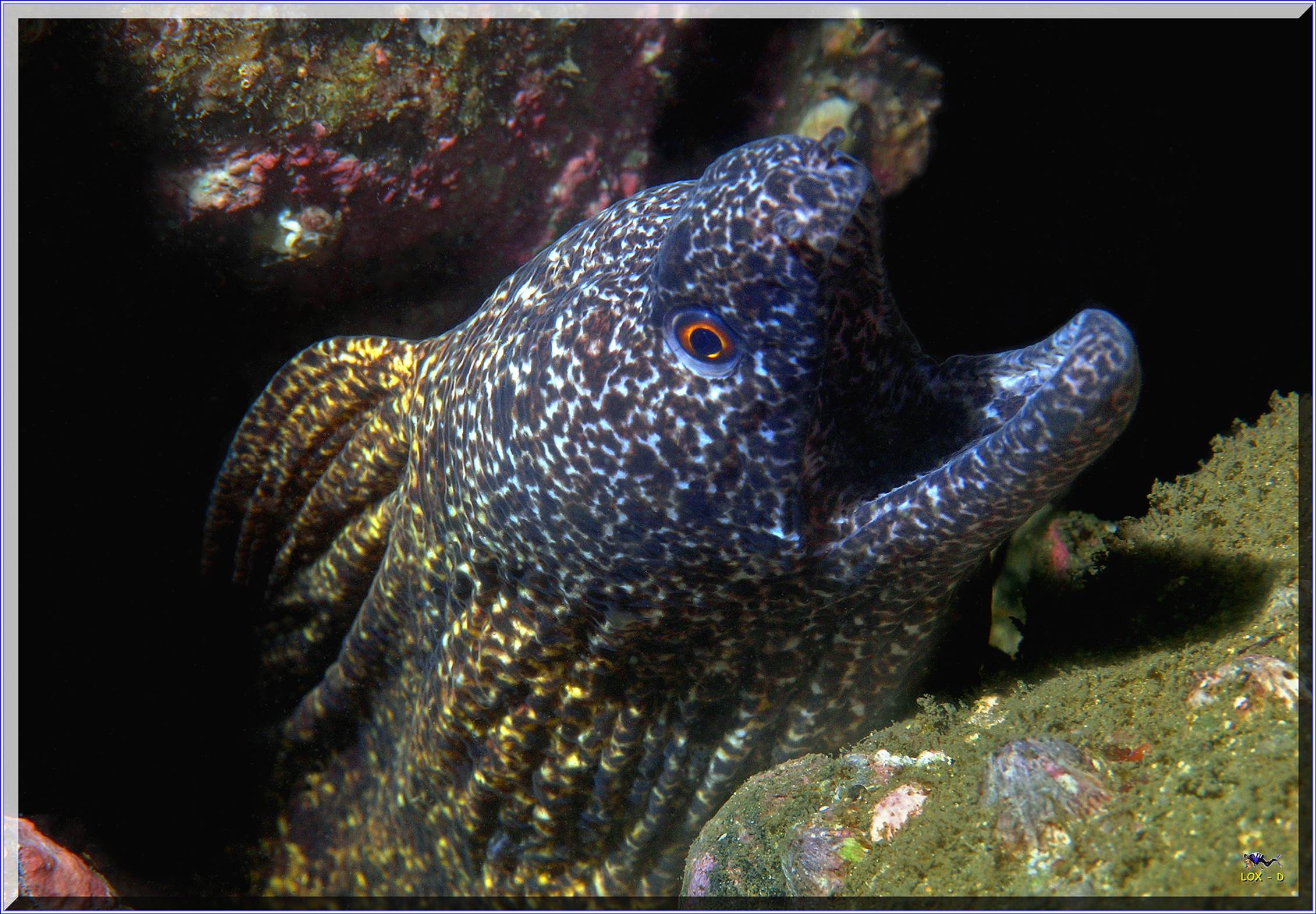 LoxPix Sub-Aqua Image