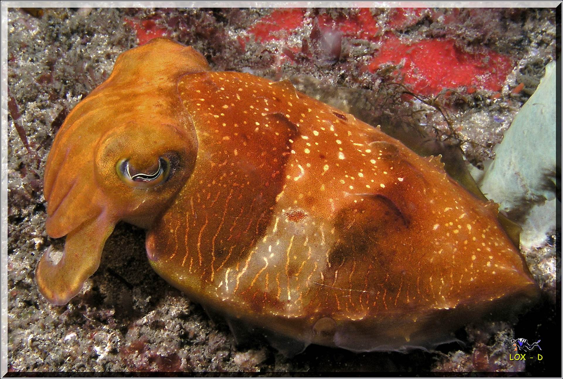 LoxPix Sub-Aqua Image