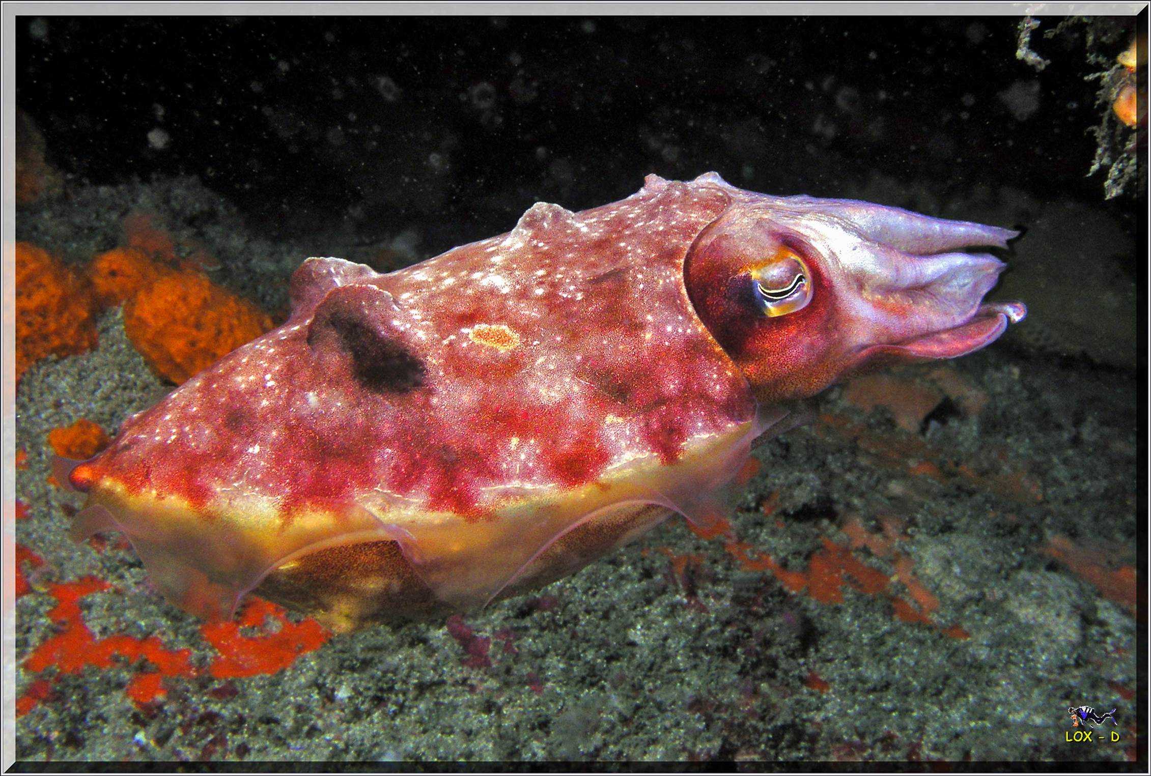 LoxPix Sub-Aqua Image