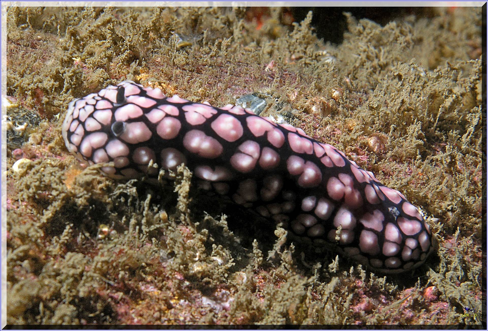 LoxPix Sub-Aqua Image