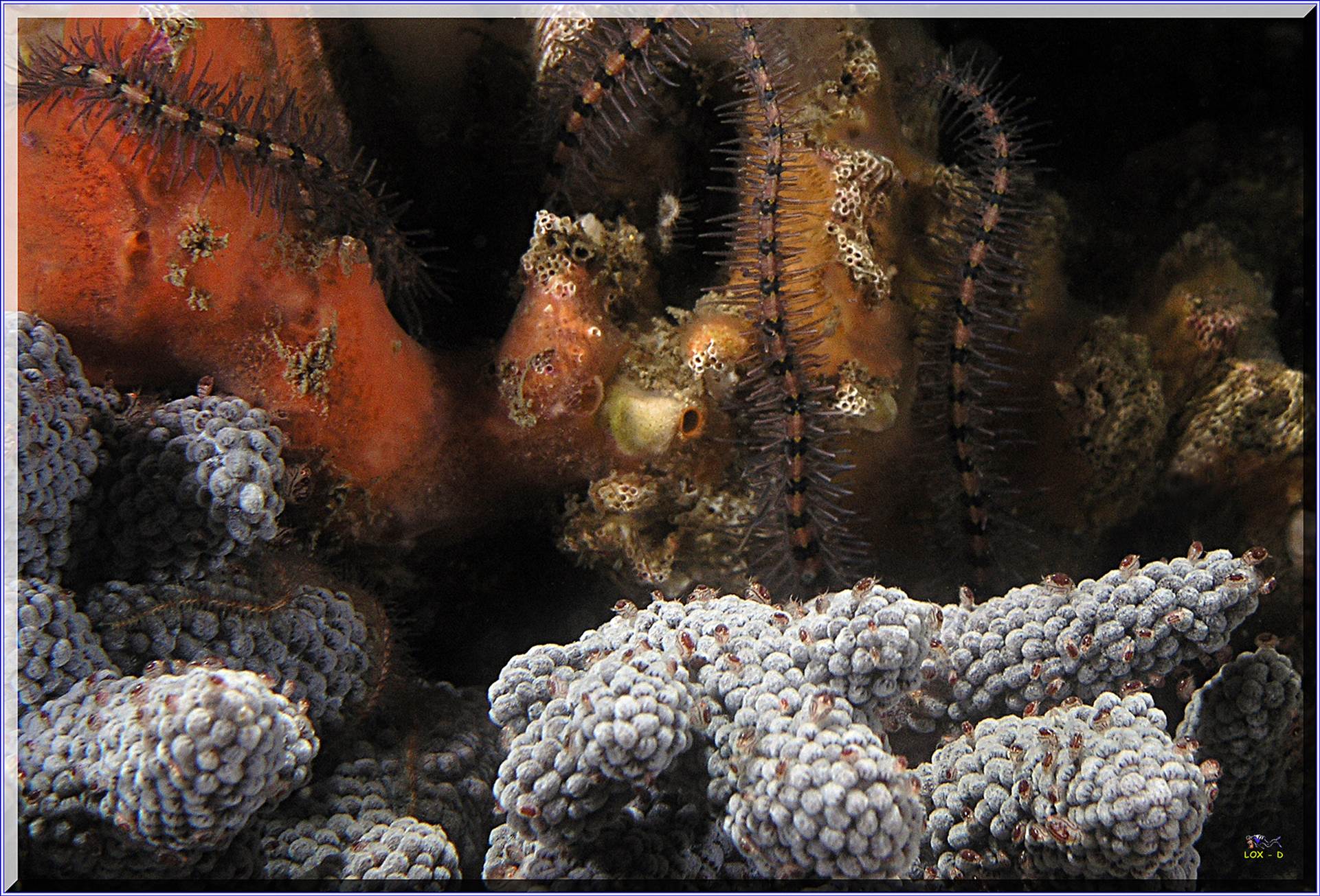 LoxPix Sub-Aqua Image