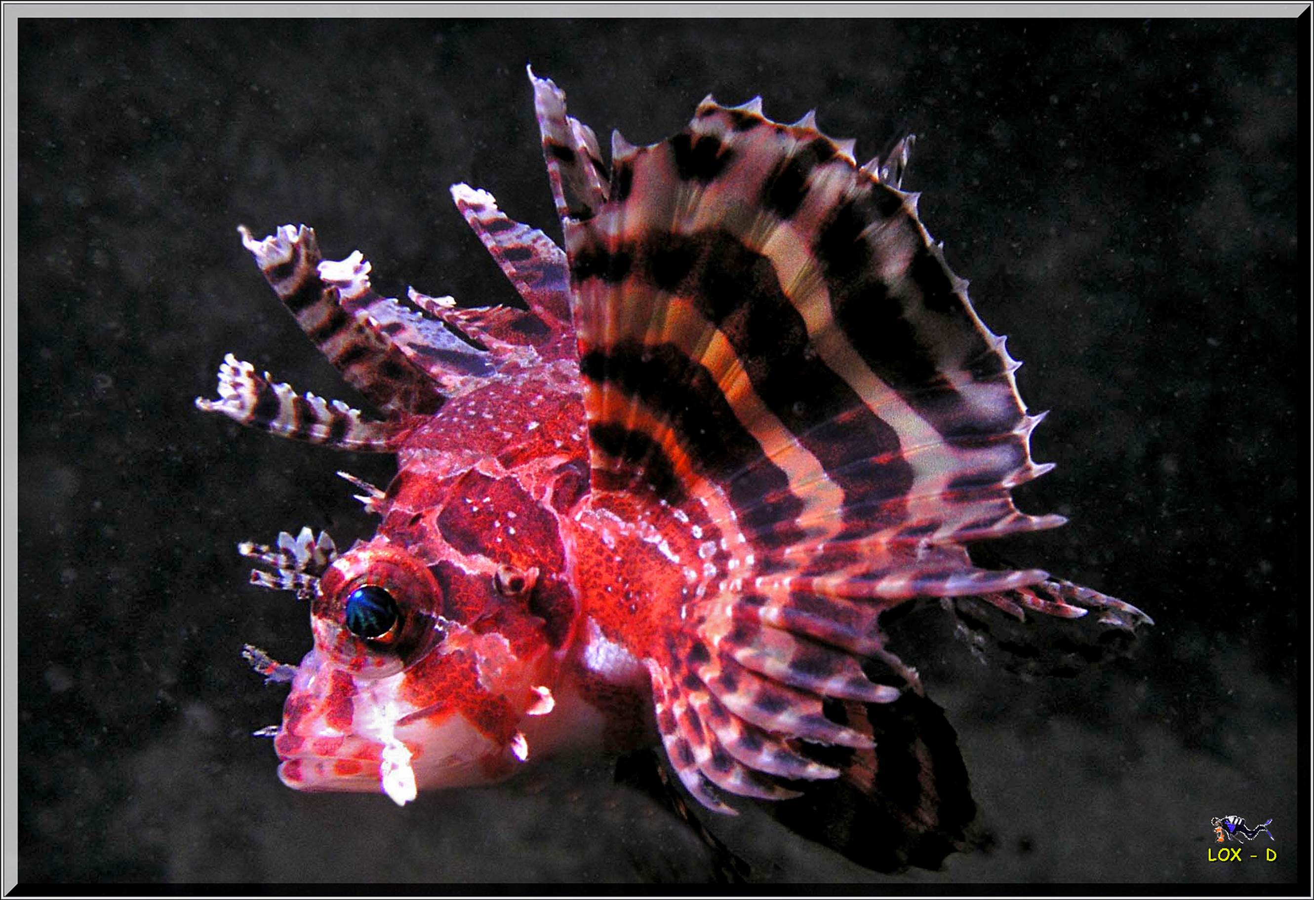 LoxPix Sub-Aqua Image