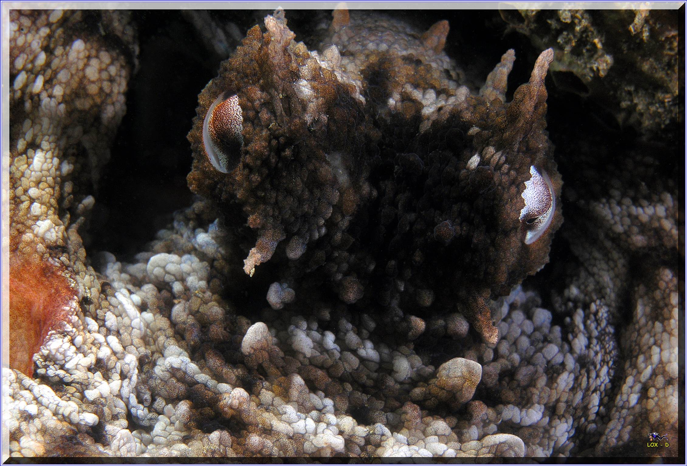 LoxPix Sub-Aqua Image